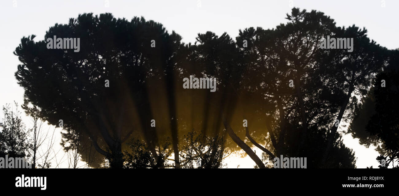 rays of sunlight filter through the silhouettes of the branches of tall ...