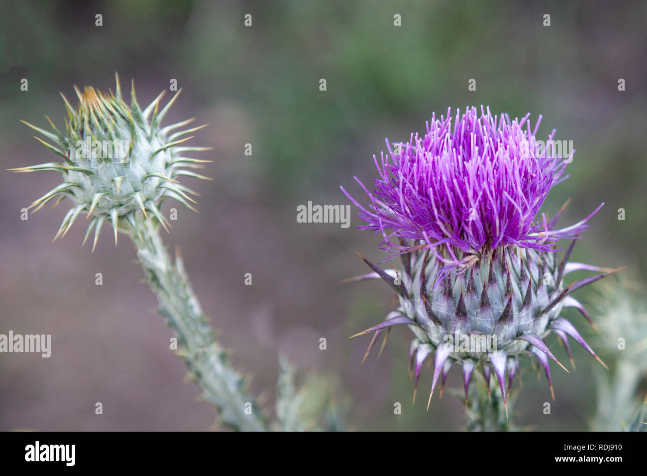 Very prickly, yet very pretty, the thistle (Onopordum acanthium) is a weed that is dangerous to livestock and reduces pasture land. Stock Photo