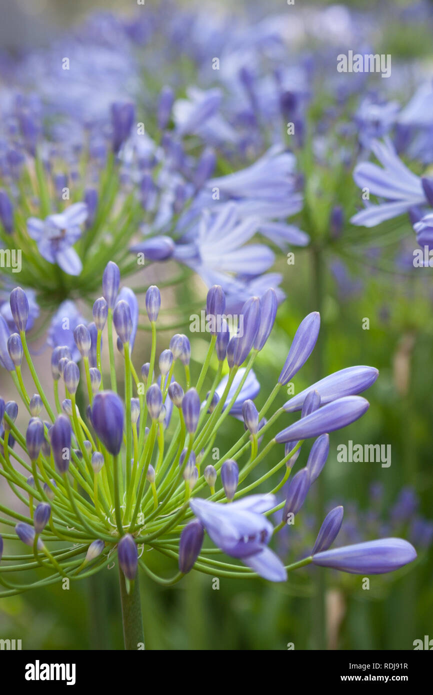 Mass planting of agapanthus makes a showy feature of any garden. Stock Photo