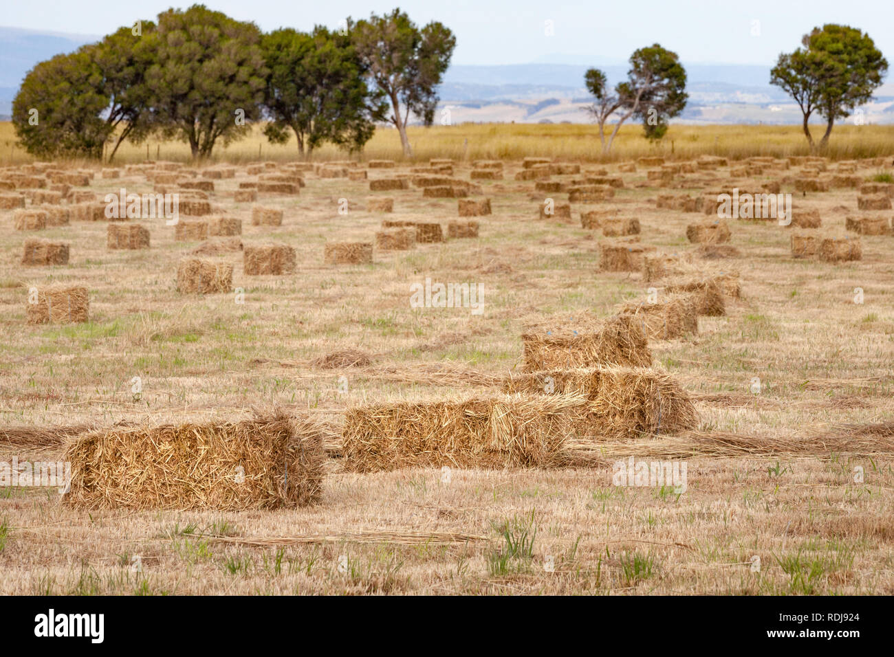 Bales of hay look golden in the harsh summer sun as they lay in the field waiting to be collected and stored for animal feed for next winter. Stock Photo
