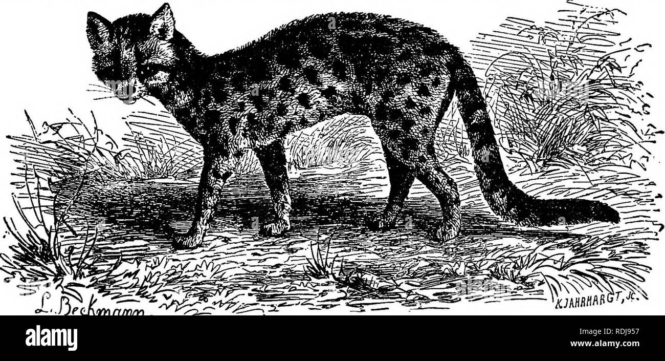 . The animals of the world. Brehm's life of animals;. Mammals. THE LONG-TAILED TIGER CAT The Long-tailed Tiger Cat {Felis macrura) seems to be more common than the two preceding species in the Brazilian forests. Its dimensions are about the same as those of a large domestic Cat, but its paws are much stronger. Its length is forty inches, inclusive of the tail, which measures twelve or thir- teen inches; and its â THE MAKGtJAY, OR TIGER CAT. This South American feline is rather smaller than the domestic Cat, and has a soft and beautiful tan-colored fur, prettily striped and spotted, and a tail  Stock Photo