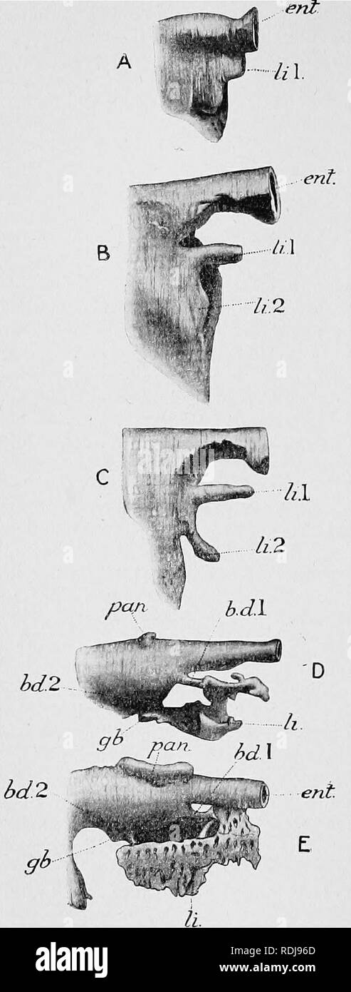 . Text-book of embryology. Embryology. 188 EMBKYOLOGY OF THE LOWEE VEETEBEATES oh.. Fig. 108.—Illustrating early development of the liver in Birds. A, 47-hour chick; B, 52-hour chick ; C, 50-hour chick (after Brouha, 1898); D, fourth-day chick; E, 7 mm. embryo of the Roseate Tern—SterTia paradisiaca— (after Hammar, 1897). bd1, rudiment of anterior (&quot; left&quot;) bile- duct; 6d2, posterior (&quot;right&quot;) bile-duct; ent, cavity of fore-gut; gb, rudiment of gall-bladder; li. 1 and 2, anterior and posterior liver - rudiments ; pan, l dorsal rudiment of pancreas. portion of the rudiment.  Stock Photo