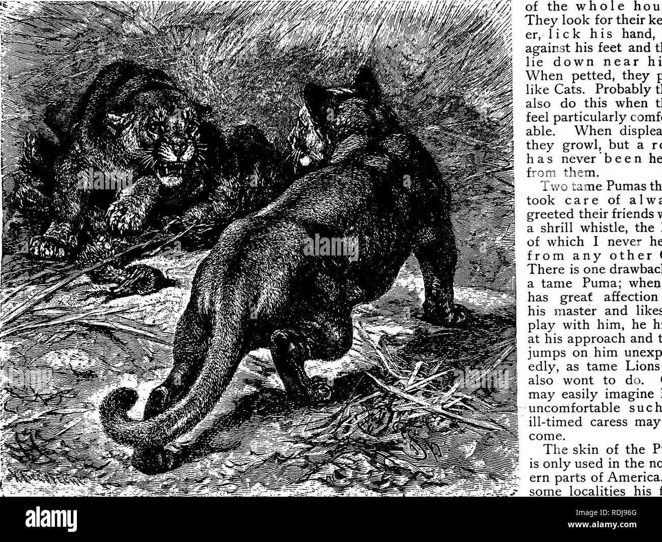 The animals of the world. Brehm's life of animals;. Mammals. 122 THE BEASTS  OF PREY. of Monkeys broke into a croaking cry and came rushing in his  direction. Dexterously the animals