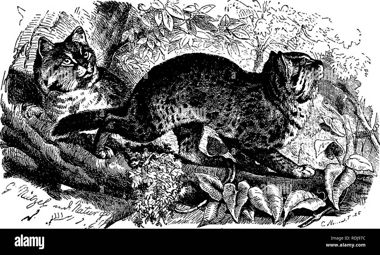 . The animals of the world. Brehm's life of animals;. Mammals. THE OniTGE. The animal which is shown in this picture in an attitude characteristic of the stealthy move- ments of the entire family, is especially distinguished from the Leopard and Panther by its thick coat which enables it to live in cool and mountainous regions. The distinct markings of the spots, small on the head and larger and ring-shaped on the body, are well brought out. It is sometimes called the Snow Leopard. (Felts uncia.) new stable-brush and fastened it on a long pole; with this he got his beating, but it did not have Stock Photo
