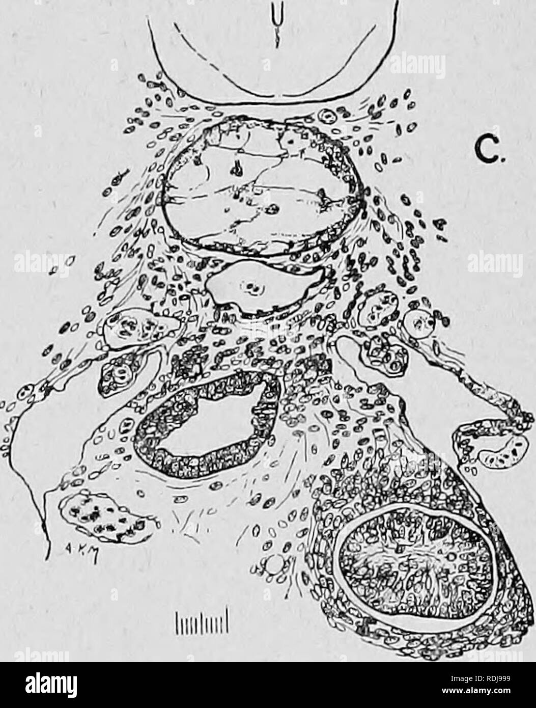 . Text-book of embryology. Embryology. Fig. 97. â Portions of â transverse sections through a Lepidosiren larva (stage 34) to illustrate the changing relations of lung to gut from a short distance behind the glottis tailwards. In A the lung is ventral to the alimentary canal; in B it is directly to the right; in C it has become displaced dorsally ; while in D (where it is commencing to bifurcate) it has come to be mid-dorsal in position. A, aorta; gl, glomerulus of pronephros; I, lung; N, notochord; oes, oesophagus. hinder end of the rudiment, which will give rise to the lungs in the restricte Stock Photo