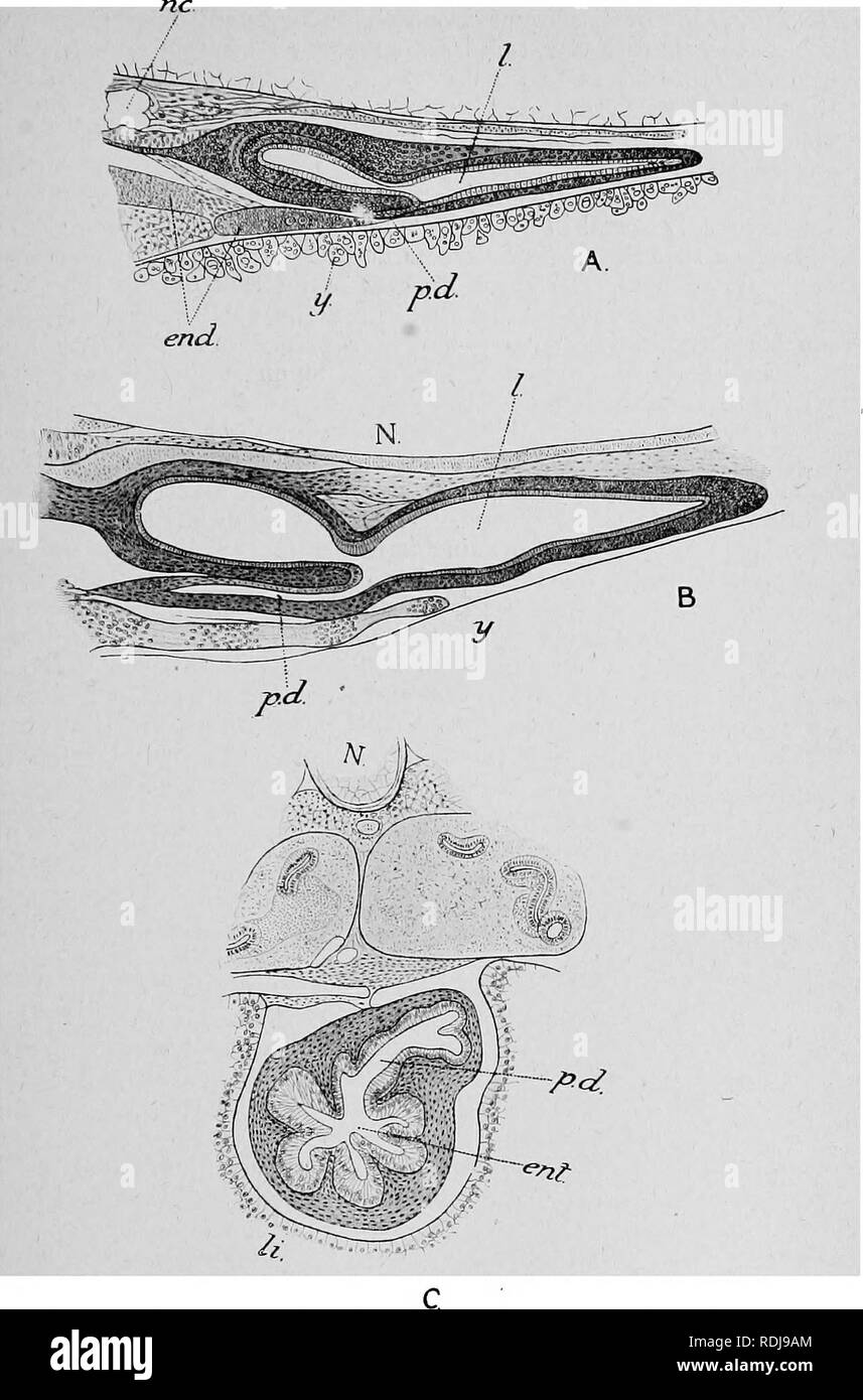 . Text-book of embryology. Embryology. Ill AIR-BLADDEE 167. Fig. 93.—Development of the air-bladder of a Teleost. (After Moser, 1904.) A, Kkodeus, 5 mm., longitudinal section;, B, Rhodeits, 6 mm., longitudinal section; C, Rliodeus, 7 mrn., transverse section, showing small pouch-like outgrowth of pneumatic duct; end, endoderm; ent, enteric cavity; I, air-bladder; li, liver; Ar, notoohord; no, pronephric chamber; p.d, pneumatic duct y, yolk. , ,. Please note that these images are extracted from scanned page images that may have been digitally enhanced for readability - coloration and appearance Stock Photo