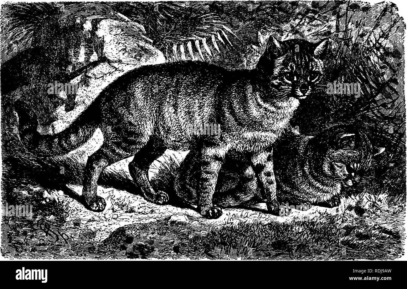 Animal Marking Domestic Black And White Stock Photos