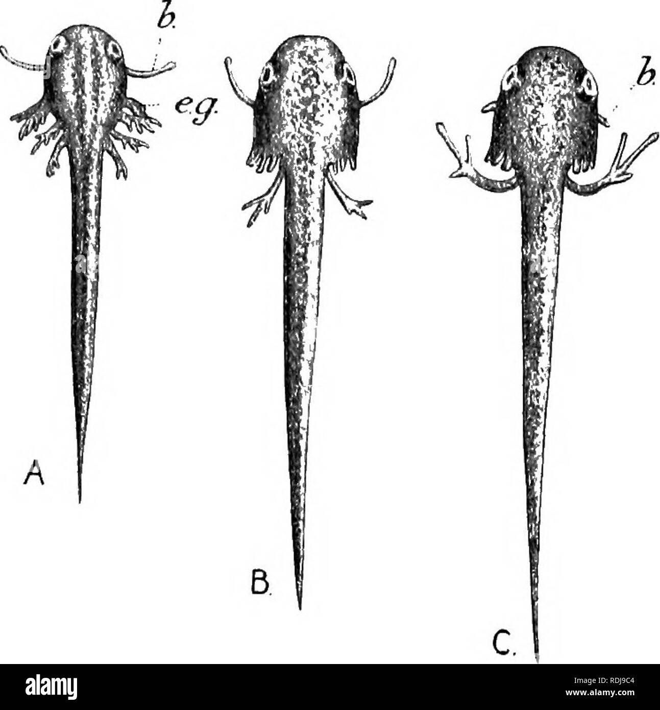 . Textbook of embryology. Embryology. Ill EXTERNAL GILLS 157 the mandibular arch which has lost