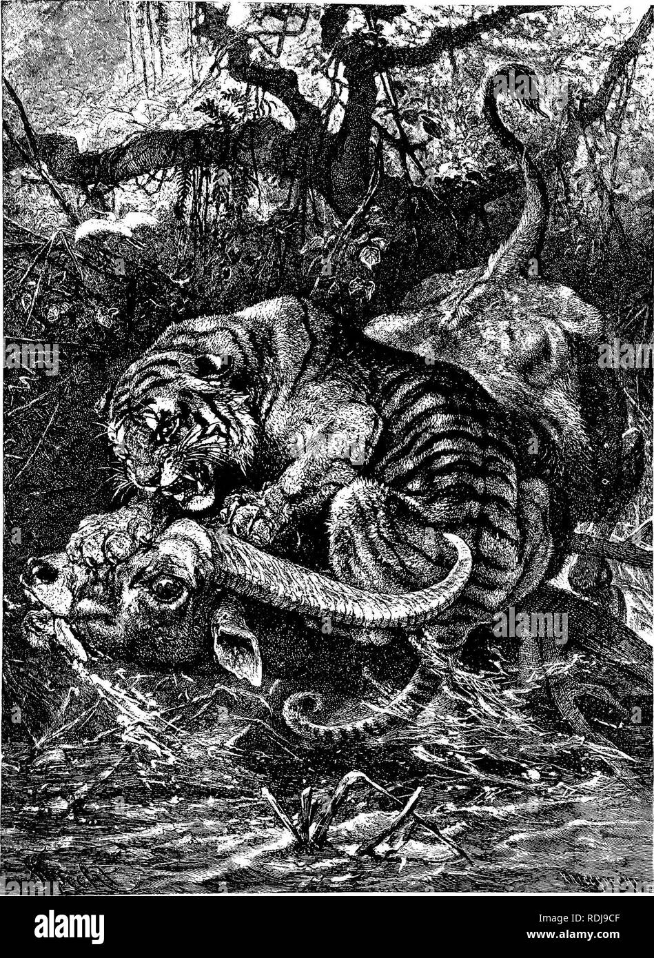 . The animals of the world. Brehm's life of animals;. Mammals. TIOEB