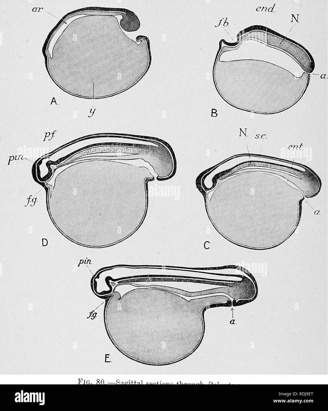 . Text-book of embryology. Embryology. 146 EMBRYOLOGY OF THE LOWER VERTEBRATES ch. case with Protoplerws, the buccal roof in front, that is to say in the neighbourhood of the mesial plane, passes without interruption into the external skin: in other words the maxillary ridge is not con- tinued to the mesial plane so as to meet its fellow. In later stages. 'â âSagittal sections through Polypterus. A stage 14; B stage 17; C, stage 20 ; D, stage 23 ; B, stage 24 +. a, anus ; ar, archenteron â¢ evd entoderm ; ,nt, entenc cav.ty ; f.h, cavity of forebrain ; /.,, foregut; N, notocl orfl ; ^primary f Stock Photo