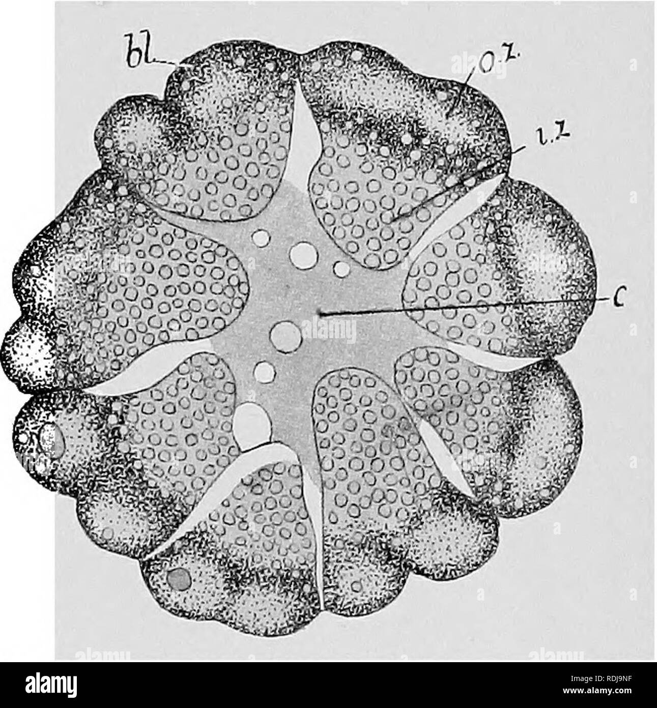 . Textbook of embryology. Embryology. IV COELENTEEATA 77 The egg of