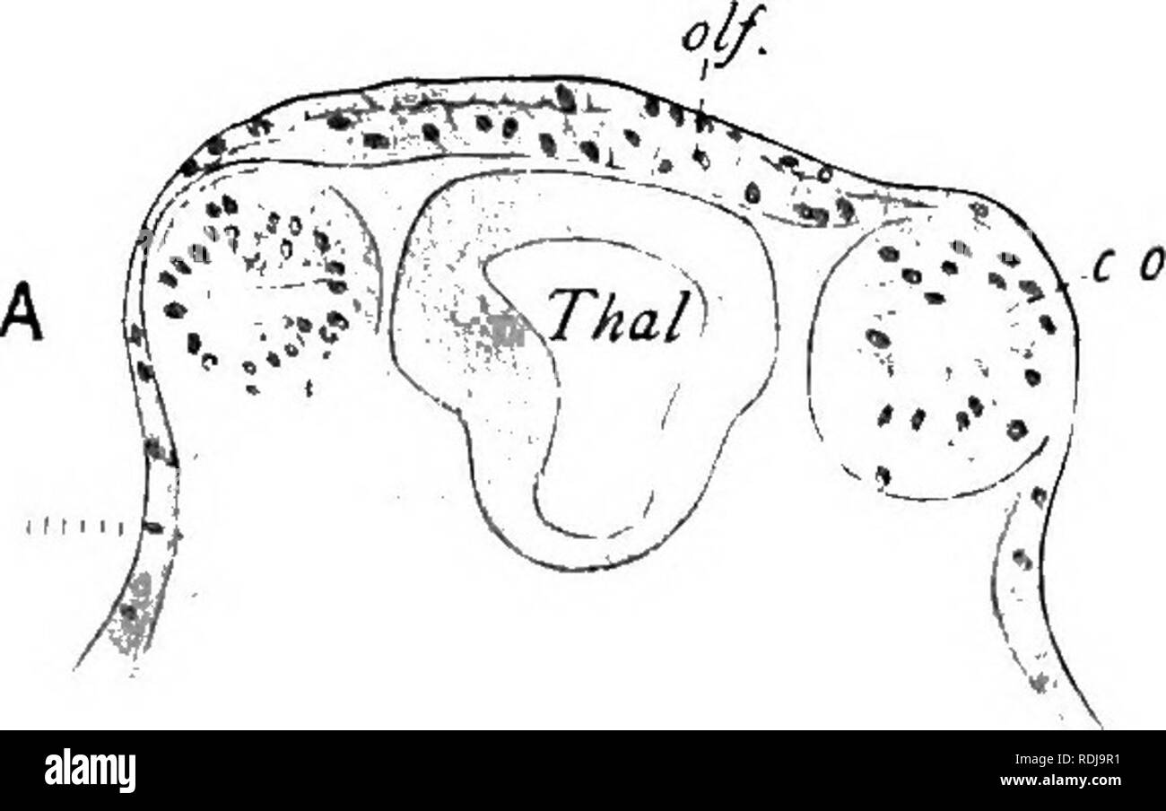 . Text-book of embryology. Embryology. II OLFACTORY OEGAN 127 median portion (median nasal process) and a lateral portion (maxillary process). The ridge bounding the olfactory involution on its outer side remains for a time separated by a distinct groove from the maxillary process but as the latter grows forwards it obliterates this groove as wellas the superficial portion of the cleft which separates it from the median nasal process, the deep portion of the cleft remaining as a definitive canal leading from olfactory organ to buccal cavity. In Amphibians, as in Zepidosiren among the lung-fis Stock Photo