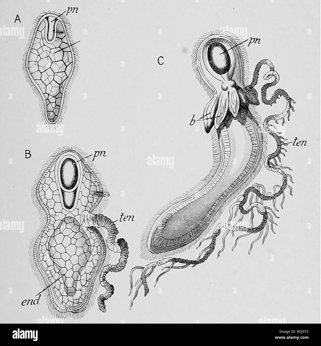 Text-book of embryology. Embryology. IV COELENTEEATA 65 or who has seen  some members of a swarm of Ascidian tadpoles thus fix themselves to the  film. The surface film, although able to
