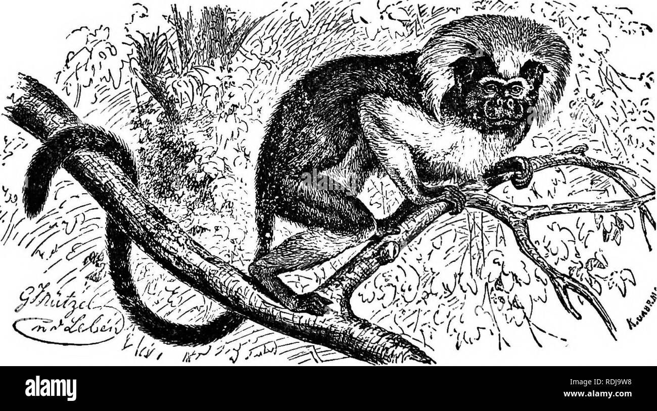 Brazil native animals Black and White Stock Photos & Images - Alamy