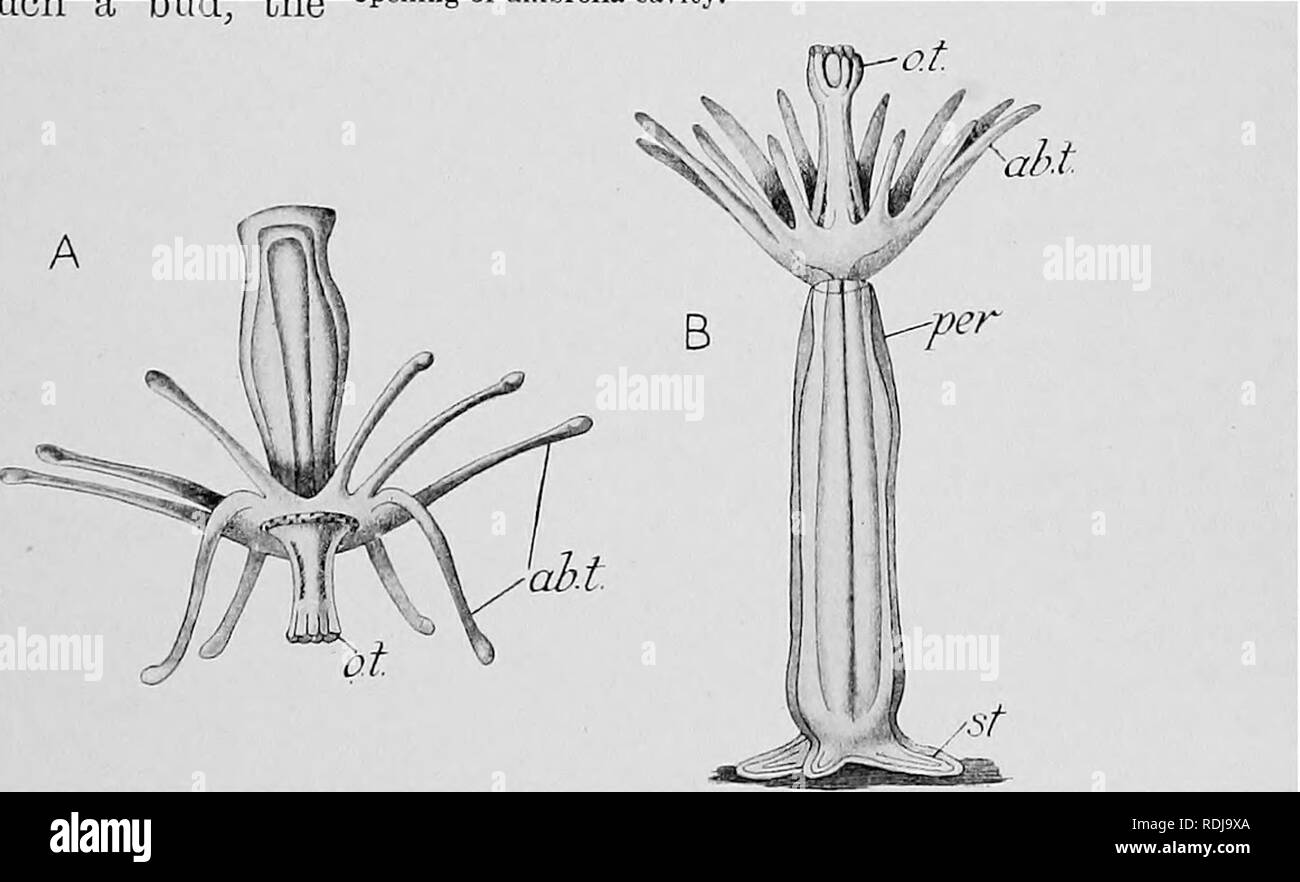 . Text-book of embryology. Embryology. Fig. 32.—Two gonophores of Tubularia indivisa with developing embryos inside. (After AUman.) A, gonophore with discoid embryo ; opening of umbrella-cavity just formed; radial canals clear. B, gonophore with actinnla larva just escaping; radial canals have disappeared. Act, actinula; em6, embryo; r.c, radial canal; sp, manubrium or spadix; u, opening of umbrella-cavity.. Fig. 33.—Stages in development of Actinnla larva of Tubularia indivisa. (After Allman.) A, creeping larva. B, first fixed form. a6.i, aboral tentacles ; o.t, oral tentacles ; per, perisarc Stock Photo