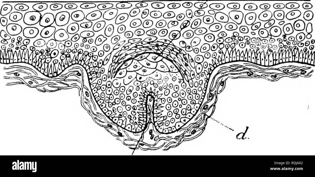 Cornification . Text-book of embryology. Embryology. II THE SKIN AND ITS DEEIVATIVES ...
