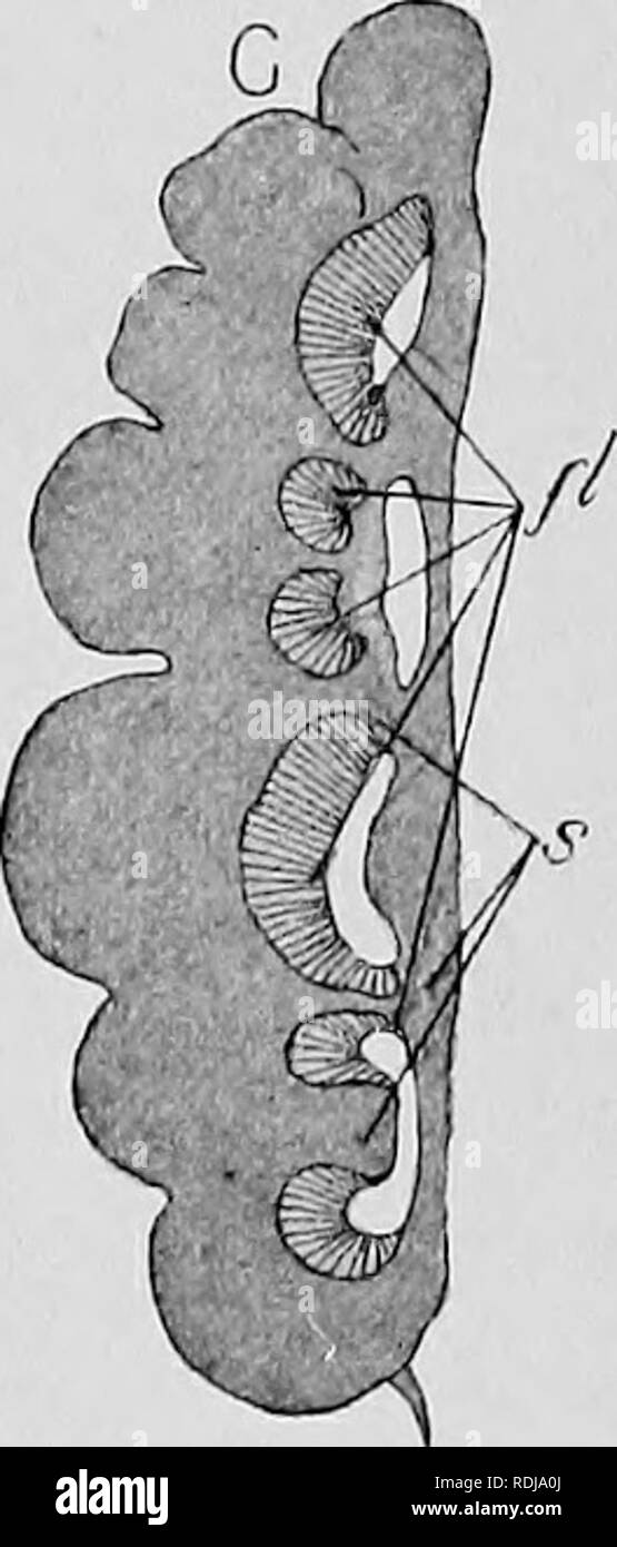 . Text-book of embryology. Embryology. Fig. 22.—Seven stages in the ...