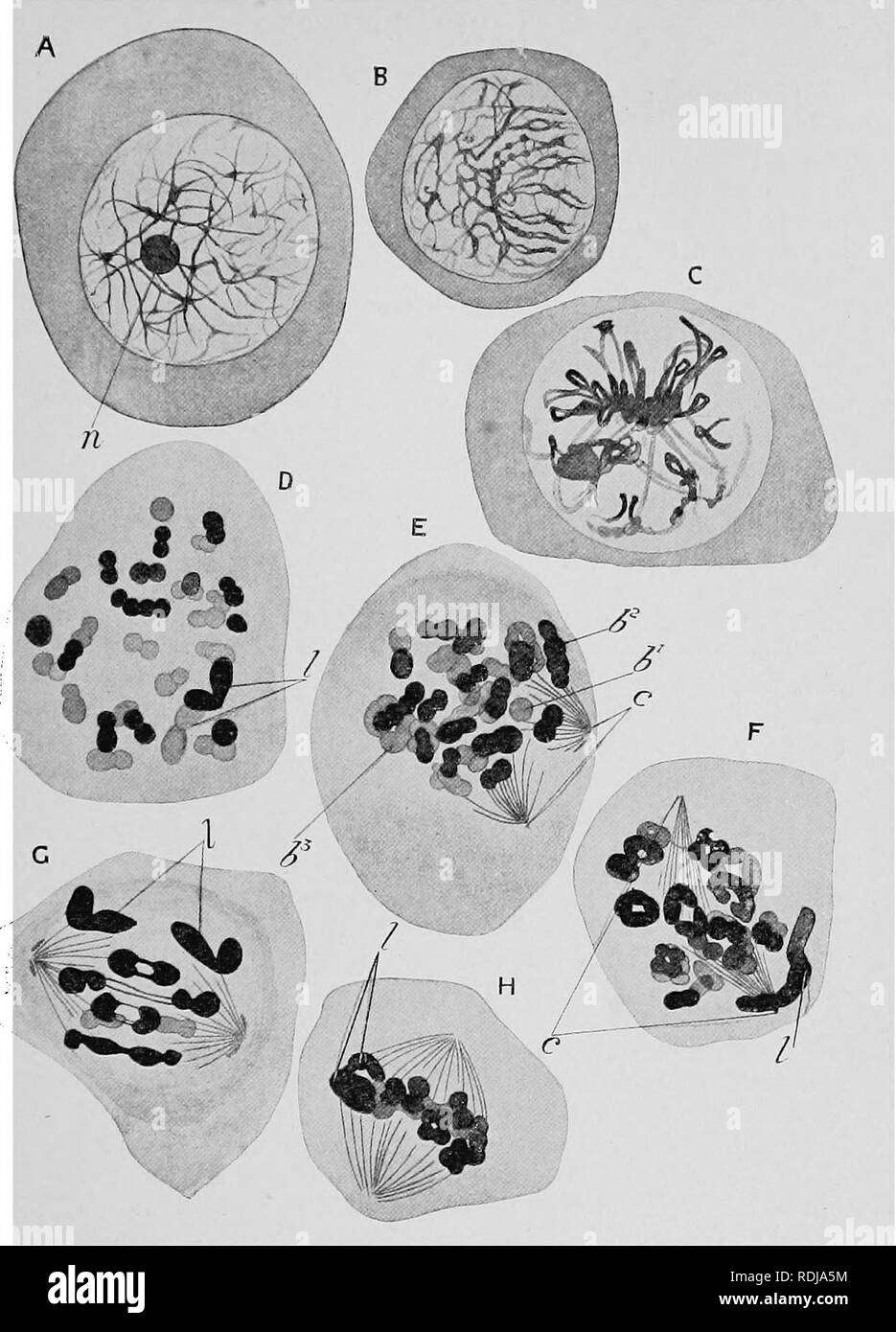 . Text-book of embryology. Embryology. Fig. 1.—Eight views of the maturation of the male cellg of Lepidosiren paradoxa. (After Agar.) A, leptonema stage. B, beginning of zygonema. C, strepsiuema stage, beginning of synizesis. D, separation of two chromosomes which were united in syndesis completed ; nuclear membrane dis- appeared. E, second pairing of chromosomes begun, appearance of centrosoraes for the first matura- tion spindle. F, later stage in second pairing of chromosomes, tlie centrosomes of the first spindle now situated at opposite poles of the nucleus. G, the anaphase of the first m Stock Photo