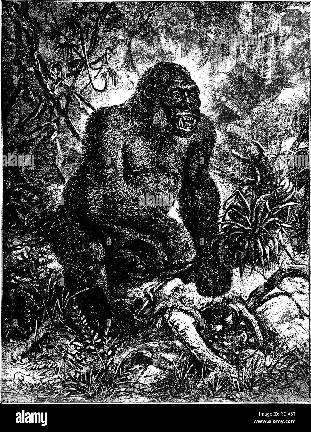 Fastnesses . The animals of the world. Brehm's life of animals;. Mammals. THE ...