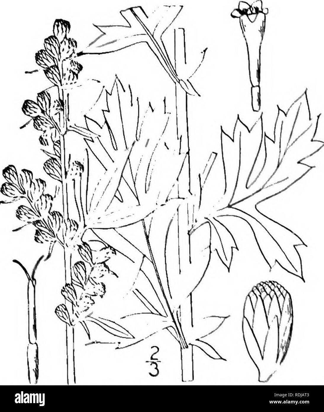 . An illustrated flora of the northern United States, Canada and the British possessions, from Newfoundland to the parallel of the southern boundary of Virginia, and from the Atlantic Ocean westward to the 102d meridian. Botany; Botany. Gknus 94. THISTLE FAMILY 12. Artemisia Stelleriana Hess. Beach Wormwood. Fig. 458J. Artemisia Stelleriana Bess. Abrot. 79. pi. 5. 1829. Perennial, densely white-tomentose; stem branch- ed, i°-2i° high, bushy, the branches ascending. Leaves obovate to spatulate, 1-4' long, pinnatifid into oblong, obtuse, entire or few-toothed lobes, the lower petioled, the upper Stock Photo