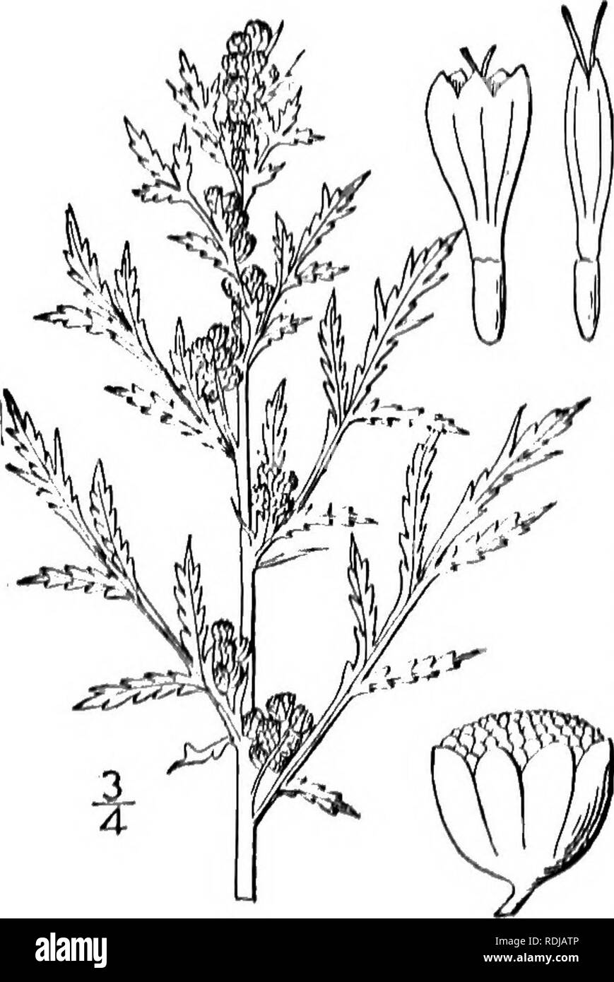 . An illustrated flora of the northern United States, Canada and the British possessions, from Newfoundland to the parallel of the southern boundary of Virginia, and from the Atlantic Ocean westward to the 102d meridian. Botany; Botany. I Artemisia prficorn Willd., n similar species, but with lalirous involucre, is recorded as escaped from Hardens lit lull'ulo, N, Y. 10. Artemisia annua L. Annual Wormwood. Fig. 4580. Artemisia annua L. Sp. PI. 847. 1753. Annual, glabrous throughout, much branched, a&quot; 5° high. Leaves 2-6' long, finely 2 ,1-piunalcly dissected into very narrow short, obtuse Stock Photo