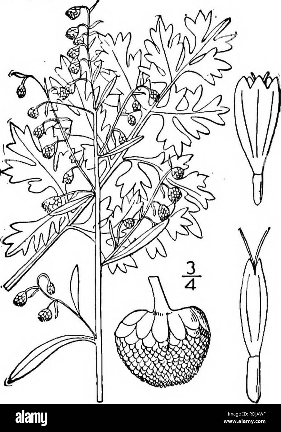 . An illustrated flora of the northern United States, Canada and the British possessions, from Newfoundland to the parallel of the southern boundary of Virginia, and from the Atlantic Ocean westward to the 102d meridian. Botany; Botany. 7. Artemisia frigida Willd. Pasture Sage- Brush. Wormwood Sage. Fig. 4577. Artemisia frigida Willd. Sp. PL 3: 1838. 1804. Perennial, woody at the base, densely silky-canes- cent all over; stem branched or simple, io'-2o' high. Leaves ¥-iY long, ternately or 5-nately divided into numerous short acutish mostly entire lobes less than i&quot; wide, the lower and ba Stock Photo