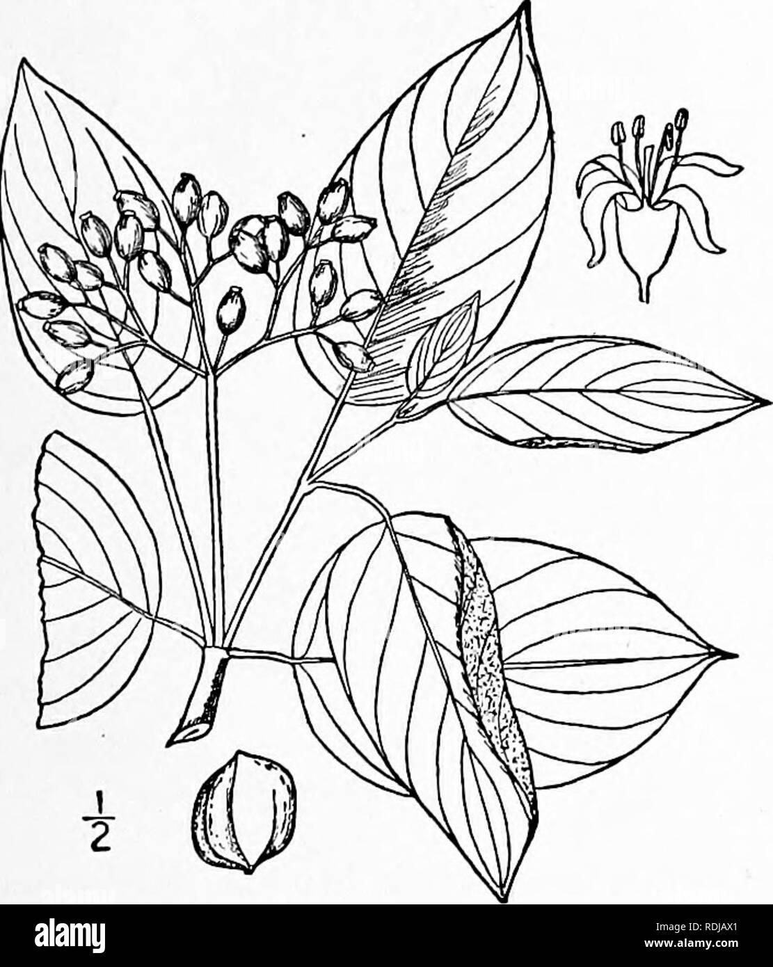 . An illustrated flora of the northern United States, Canada and the British possessions, from Newfoundland to the parallel of the southern boundary of Virginia, and from the Atlantic Ocean westward to the 102d meridian. Botany; Botany. Genus i. DOGWOOD FAMILY. 661 I. Cornus rugosa Lam. Round-leaved Cornel or Dogwood. Fig. 3180. Cornus rugosa Lam. Encycl. 2: 115. 1786. C. circinata L'Her. Cornus, 7. pi. 3. 1788. A shrub, 3°-io° high, the twigs warty, green and glabrous. Leaves petioled, entire, broadly ovate, orbicular, or even wider than long, acute, or short-acuminate at the apex, mostly rou Stock Photo