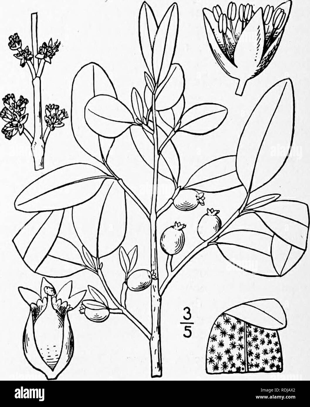 . An illustrated flora of the northern United States, Canada and the British possessions, from Newfoundland to the parallel of the southern boundary of Virginia, and from the Atlantic Ocean westward to the 102d meridian. Botany; Botany. Vol. II. I. Elaeagnus argentea Pursh. Silver- berry. Fig. 2995. Elaeagnus argentea Pursh, Fl. Am. Sept. 114. 1814. Stoloniferous, much branched, thornless, sometimes 12° high, the young twigs cov- ered with brown scurf, becoming silvery. Leaves oblong, ovate or oval-lanceolate, densely silvery-scurfy on both sides, acute or obtuse, short-petioled, i'-4' long; f Stock Photo