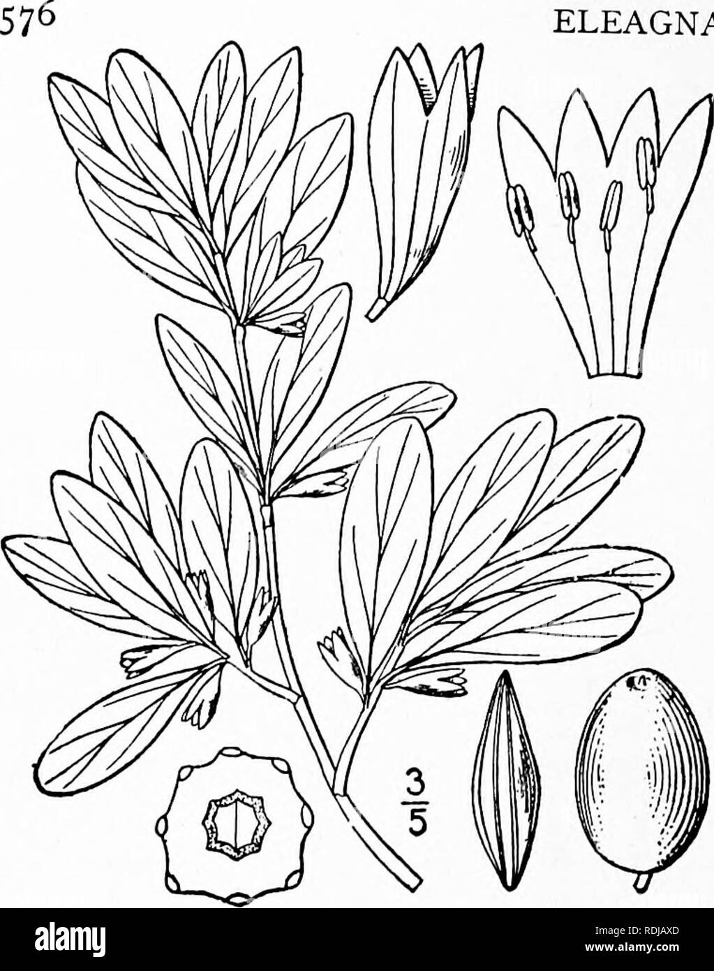. An illustrated flora of the northern United States, Canada and the British possessions, from Newfoundland to the parallel of the southern boundary of Virginia, and from the Atlantic Ocean westward to the 102d meridian. Botany; Botany. ELEAGNACEAE.. Vol. II. I. Elaeagnus argentea Pursh. Silver- berry. Fig. 2995. Elaeagnus argentea Pursh, Fl. Am. Sept. 114. 1814. Stoloniferous, much branched, thornless, sometimes 12° high, the young twigs cov- ered with brown scurf, becoming silvery. Leaves oblong, ovate or oval-lanceolate, densely silvery-scurfy on both sides, acute or obtuse, short-petioled, Stock Photo