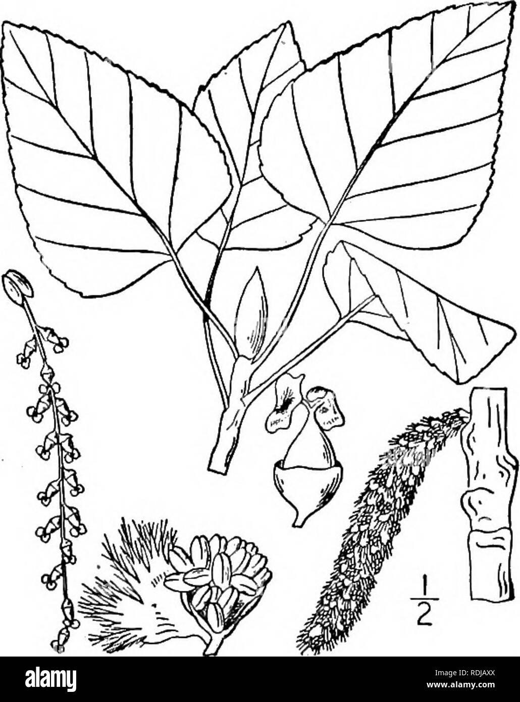 . An illustrated flora of the northern United States, Canada and the British possessions, from Newfoundland to the parallel of the southern boundary of Virginia, and from the Atlantic Ocean westward to the 102d meridian. Botany; Botany. 58S SALICACEAE. Vol. I.. 2. Populus balsamifera L. Tacamahac. Balsam or Carolina Poplar. Fig. 1441. Populus balsamifera L. Sp. PI. 1034. 1753. A large tree, with nearly smooth gray bark, reach- ing a maximum height of about 80° and a trunk diameter of 7°, the branches stout, spreading, the large buds very resinous, the foliage glabrous. Leaves broadly ovate, da Stock Photo