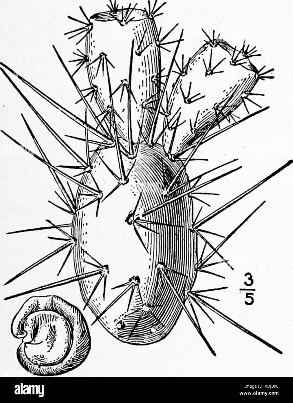 . An illustrated flora of the northern United States, Canada and the British possessions, from Newfoundland to the parallel of the southern boundary of Virginia, and from the Atlantic Ocean westward to the 102d meridian. Botany; Botany. Genus 4. CACTUS FAMILY. 573 4. Opuntia polyacantha Haw. Many-spined Opiintia. Tuna. Fig. 2990. Cactus ierox Nutt. Gen. i: 296. 1818. Not Willd. 1813. Opuntia polyacantha Haw. Syn. PI. Succ. Suppl. 82. 1819. Opuntia tnissouriensts UL. Frodr. 3 : 472. 1828. Prostrate, joints broadly obovate to or- bicular, tubercled, pale greer, 2'-6' long, about 6&quot; thick, t Stock Photo