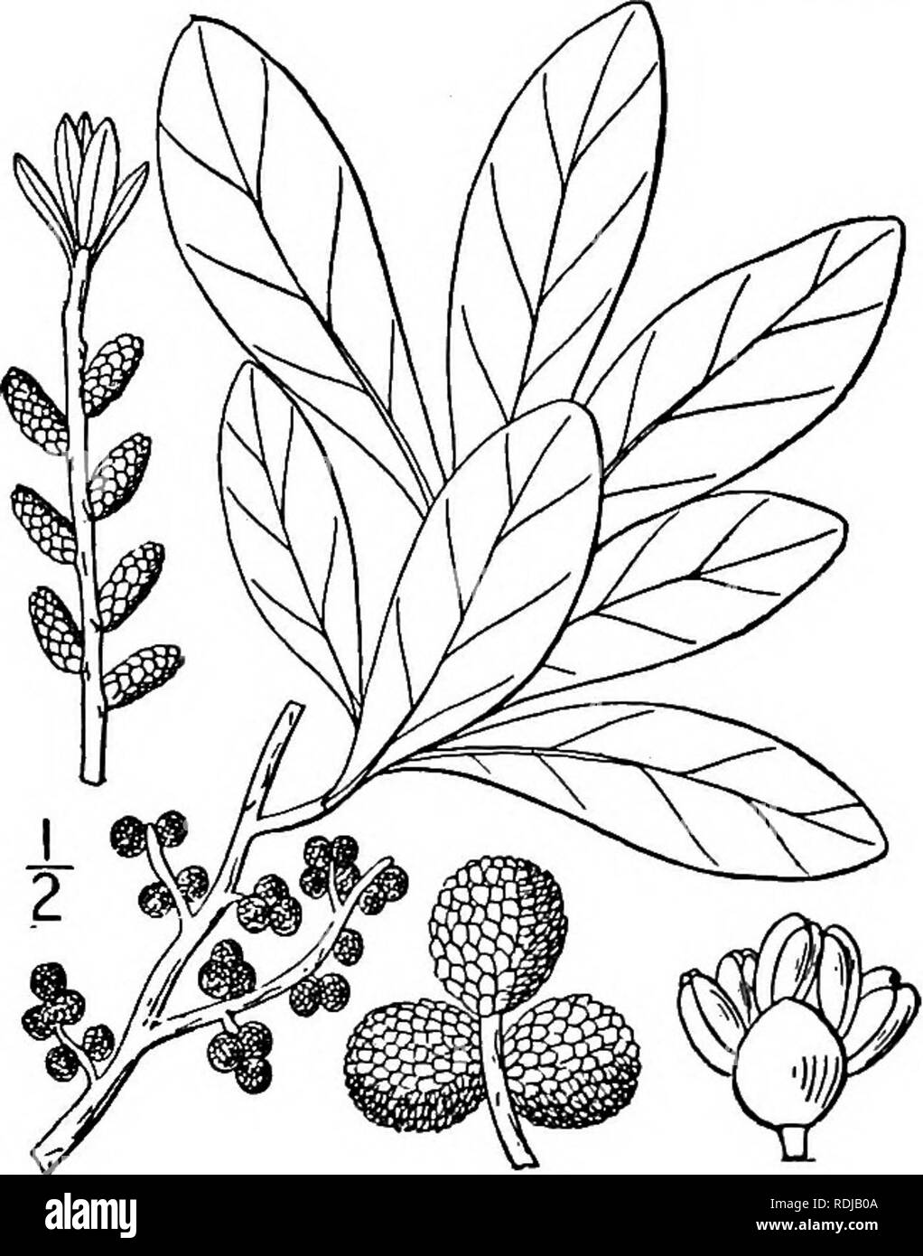 . An illustrated flora of the northern United States, Canada and the British possessions, from Newfoundland to the parallel of the southern boundary of Virginia, and from the Atlantic Ocean westward to the 102d meridian. Botany; Botany. 3. Myrica carolinensis (Mill.). Small Waxberry. Bayberry. Fig. 1437.. Myrica carolinensis Mill. Gard. Diet. Ed. 8, no. 3. 1768. A shrub, 2°-8° high, with smooth gray bark, the twigs glabrous or often pubescent. Leaves oblanceolate or obovate, glabrous above, often pubescent beneath, resino'us, 2'-4' long, 6&quot;-i8&quot; wide, serrate with a few low teeth abov Stock Photo