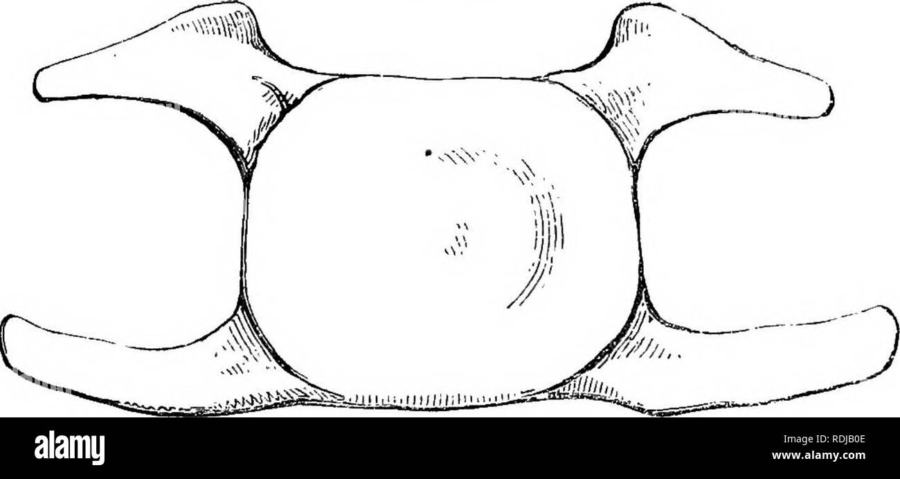 Whales jaw bones Black and White Stock Photos & Images Alamy