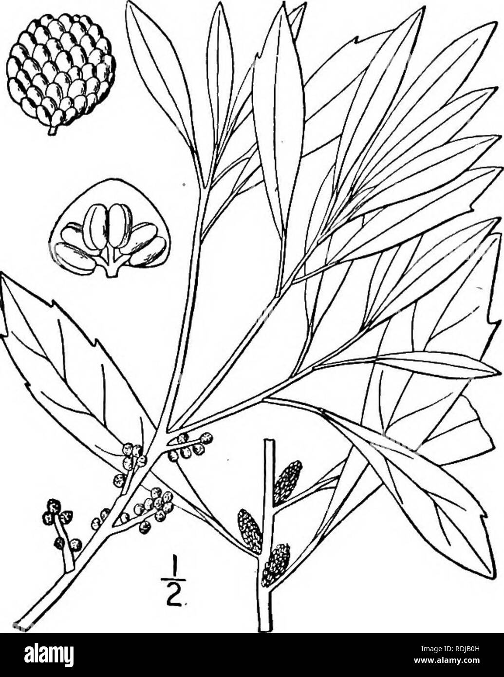 . An illustrated flora of the northern United States, Canada and the British possessions, from Newfoundland to the parallel of the southern boundary of Virginia, and from the Atlantic Ocean westward to the 102d meridian. Botany; Botany. Genus i. BAYBERRY FAMILY. 5»5 2. Myrica cerifera L. Myrica cerifera L. Sp. PI. 1024. 1753. A slender tree, or a shrub, maximum height about 40°, trunk diameter i£°, the bark gray, nearly- smooth. Leaves narrow, oblong or oblanceolate, mostly acute at the apex, entire or sparingly den- tate, narrowed or somewhat cuneate at the base, fragrant when crushed, short- Stock Photo