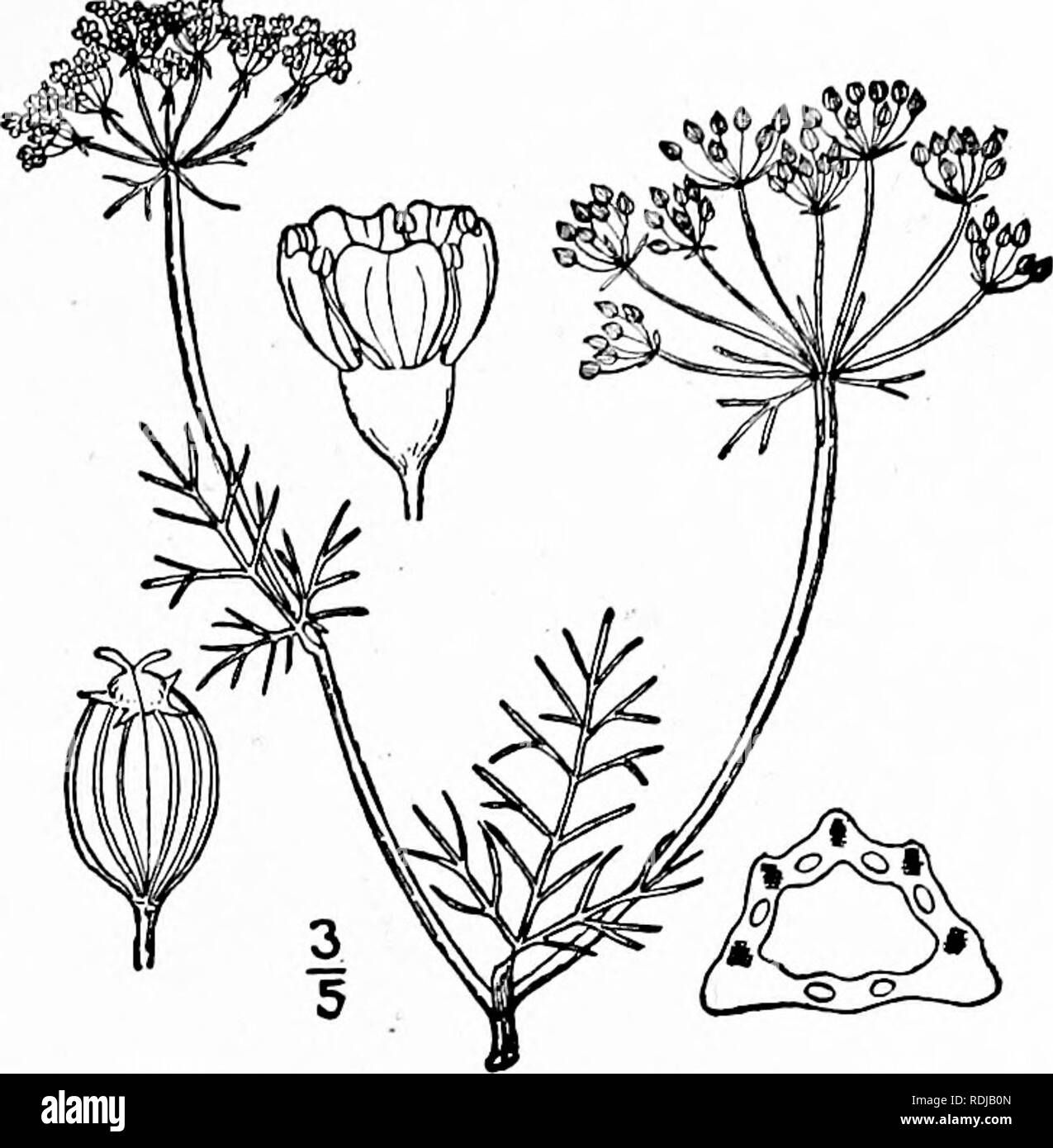 . An illustrated flora of the northern United States, Canada and the British possessions, from Newfoundland to the parallel of the southern boundary of Virginia, and from the Atlantic Ocean westward to the 102d meridian. Botany; Botany. Genus CARROT FAMILY. 657 I. Ptilimnium capillaceum (Michx.) Raf. Mock Bishop-weed. Fig. 3173. Ammi majus Walt. FI. Car. 113. 1788. Not L. A. capillaceum Michx. Fl. Bor. Am. i : 164. 1803. D. capillacea DC. Mem. Omb. 38. 1829. Ptihmnium capillaceum Raf.; Seringe, Bull. Bot. 217. 1830. P. missouriense Coult. &amp; Rose, Contr. Nat. Herb. 12 : 444. 1909. Slender,  Stock Photo