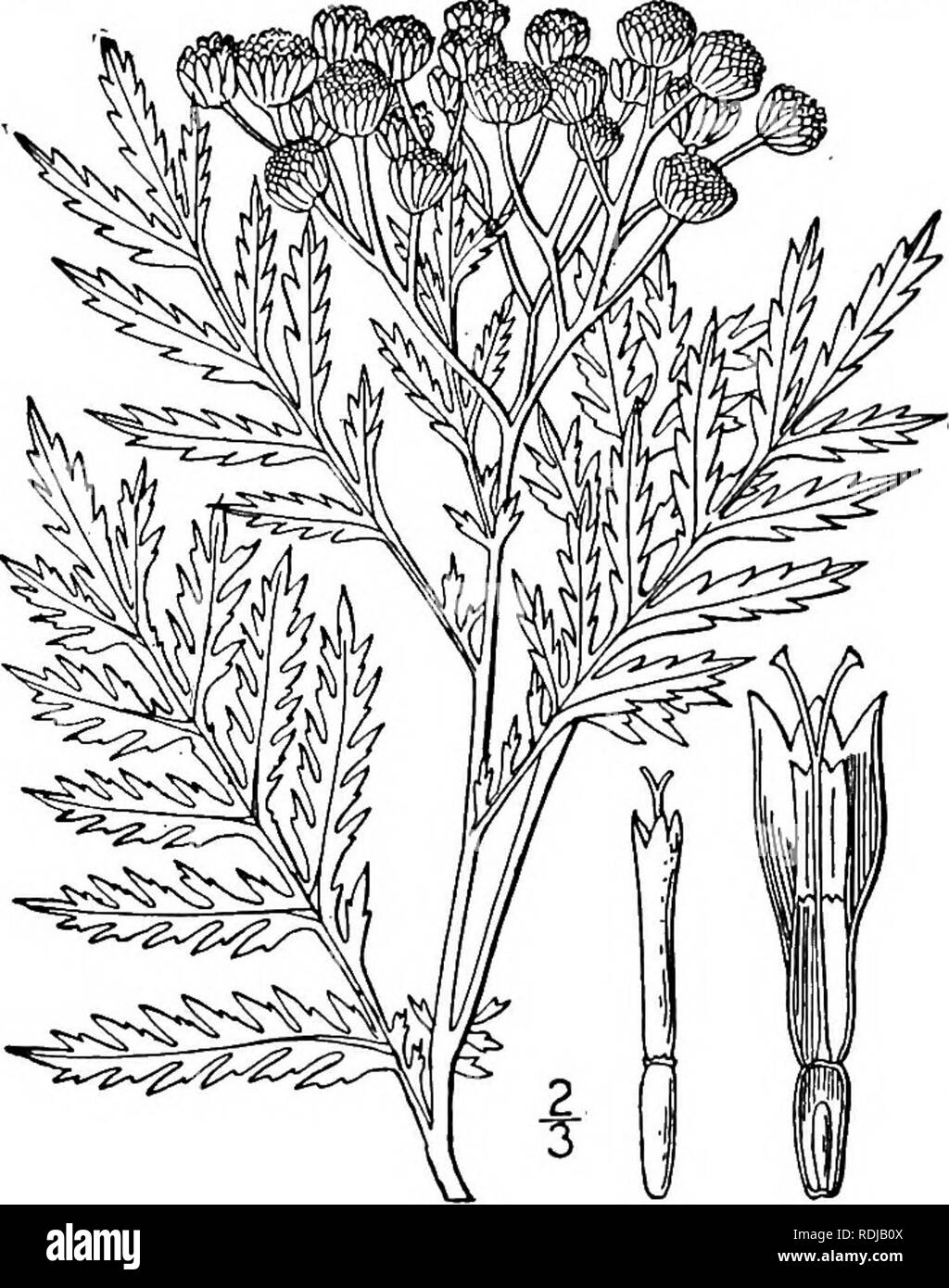 . An illustrated flora of the northern United States, Canada and the British possessions, from Newfoundland to the parallel of the southern boundary of Virginia, and from the Atlantic Ocean westward to the 102d meridian. Botany; Botany. 522 COMPOSITAE.. Vol. III. Tansy. i. Tanacetum vulgare L. Fig. 4569. Tanacetum vulgare L. Sp. PI. 844. 1753. Tanacetum vulgare crispum DC. Prodr. 6: 128. 1837. Stem stout, usually simple up to the inflo- rescence, glabrous, or sparingly pubescent, i4°-3° high. Leaves pinnately divided into linear-oblong, pinnatifid or incised, often crisp- ed segments, the lobe Stock Photo