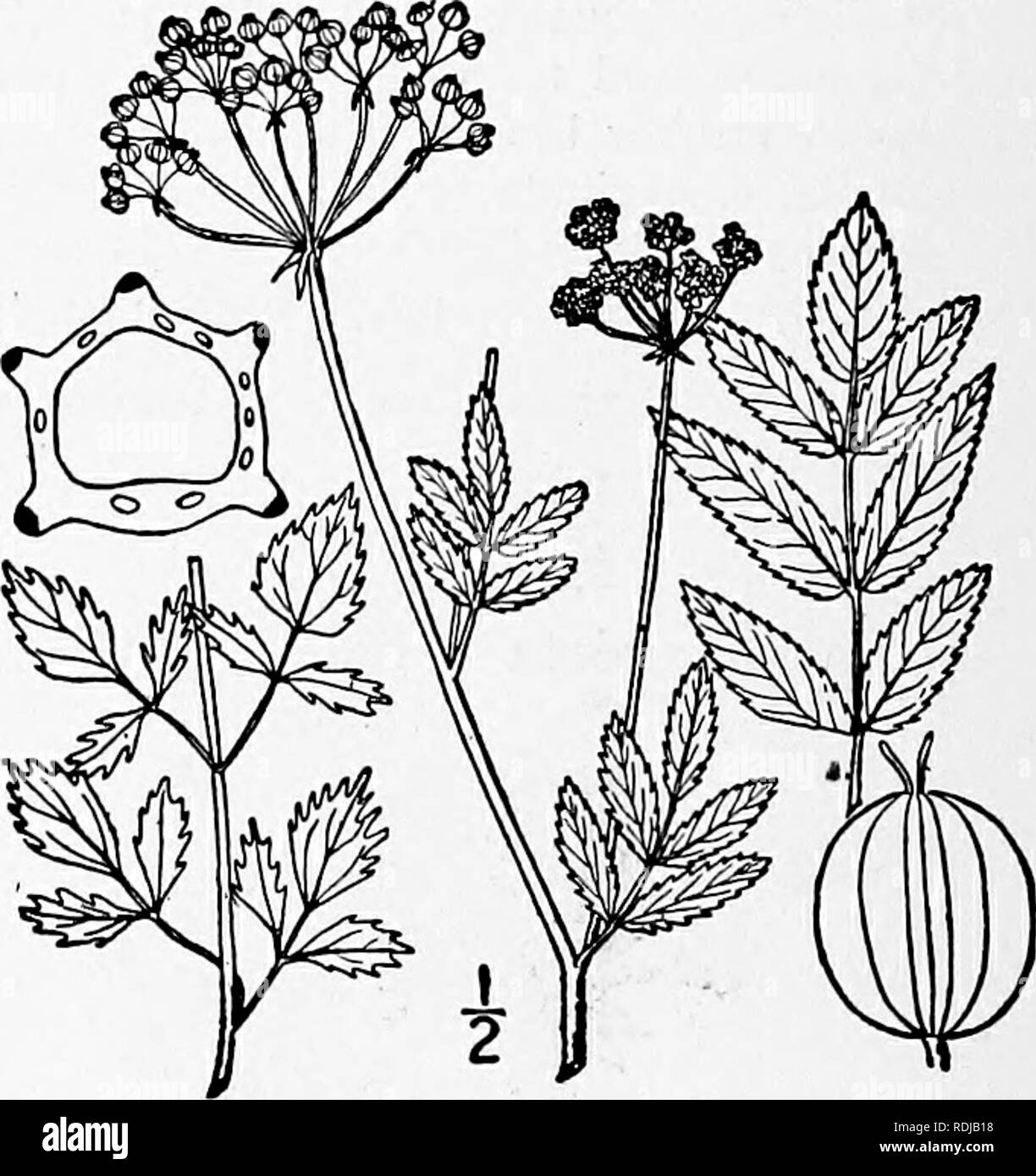 . An illustrated flora of the northern United States, Canada and the British possessions, from Newfoundland to the parallel of the southern boundary of Virginia, and from the Atlantic Ocean westward to the 102d meridian. Botany; Botany. 2. Sium Carsoni Durand. Carson's Water-Parsnip. Fig. 3172. Sium Carsoni Durand ; A. Gray, Man. Ed. 5, 1867. 196.. Stem slender, weak, i°-2° long. Leaf-seg- ments 3-7, those of the upper leaves linear, or lanceolate, acute, or acuminate, i'-2' long, iV'-i&quot; wide, sharply serrate; lower leaves often floating and very thin, the segments broader and laciniate,  Stock Photo
