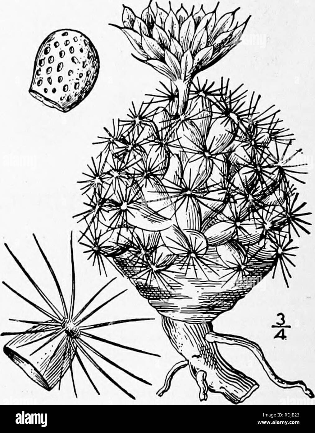 . An illustrated flora of the northern United States, Canada and the British possessions, from Newfoundland to the parallel of the southern boundary of Virginia, and from the Atlantic Ocean westward to the 102d meridian. Botany; Botany. I. Pediocactus Simpsoni (Engelm.) Brit- ton &amp; Rose. Simpson's Cactus. Hedge- hog-thistle. Fig. 2983. Echinocactus Simpsoni Engelm. Trans. St. Louis Acad. 2 : 197. 1863. Stems single, globose or with a narrowed base, 3'-6' high, 3-4' in diameter. Tubercles ovoid, somewhat 4-sided at base, 6&quot;-8&quot; long, arranged in spirals; central spines yellowish be Stock Photo