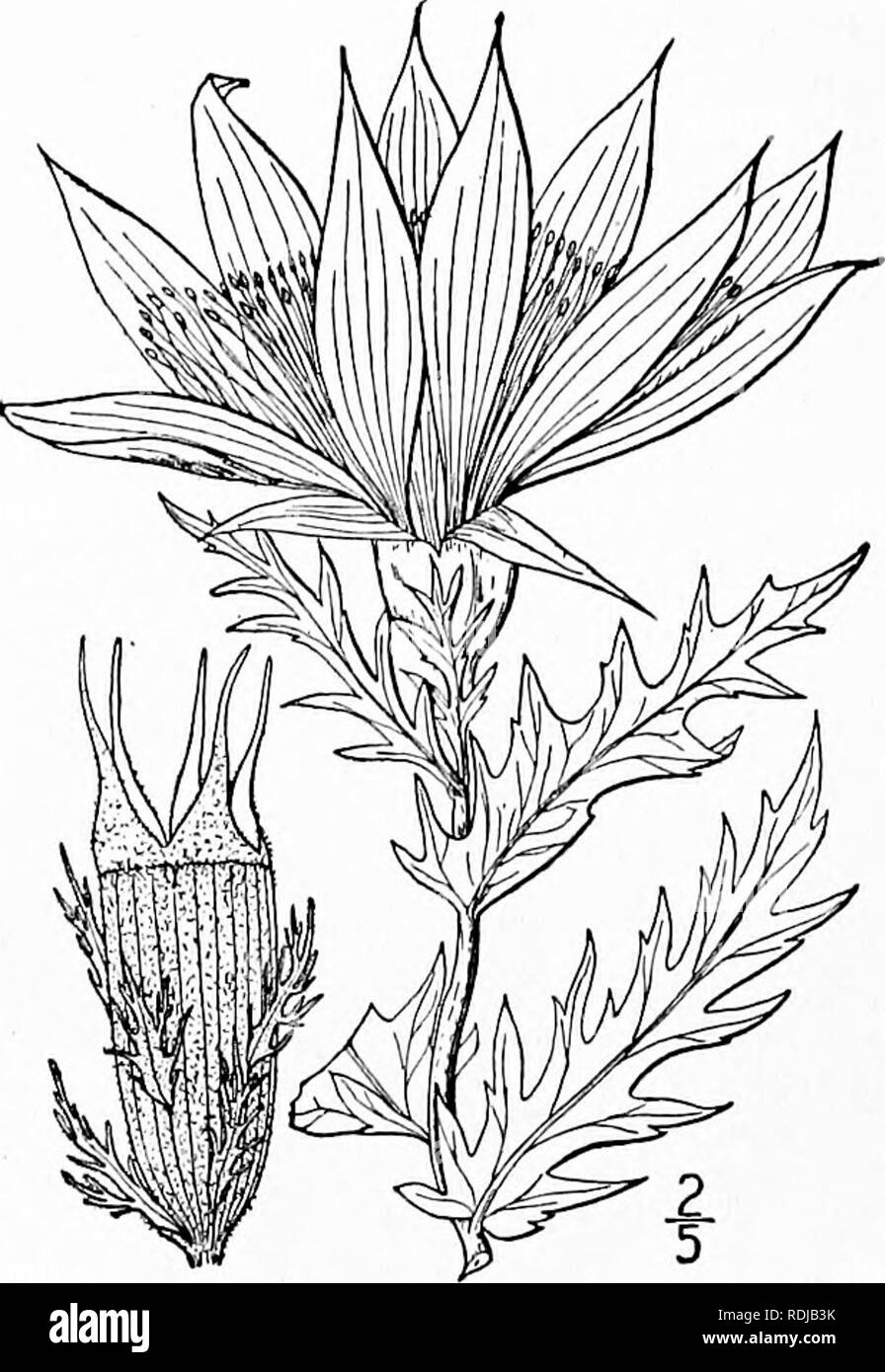 . An illustrated flora of the northern United States, Canada and the British possessions, from Newfoundland to the parallel of the southern boundary of Virginia, and from the Atlantic Ocean westward to the 102d meridian. Botany; Botany. 56S LOASACEAE. Vol. II.. 3. Nuttallia decapetala (Pursh) Greene. Prairie-lily. Showy Mentzelia. Fig. 2980. Bartonia decapetala Pursh, in Bot. Mag. pi. 1487. 1812. Bartonia ornata Pursh, Fl. Am. Sept. 327. 1814. Mentzelia ornata T. &amp; G. Fl. N. A. i : 534. 1840. Mentzelia decapetala Urban &amp; Gilg, in Engl. &amp; Prantl, Nat. Pfl. Fam. 3 : Abt. 6a, III. 189 Stock Photo