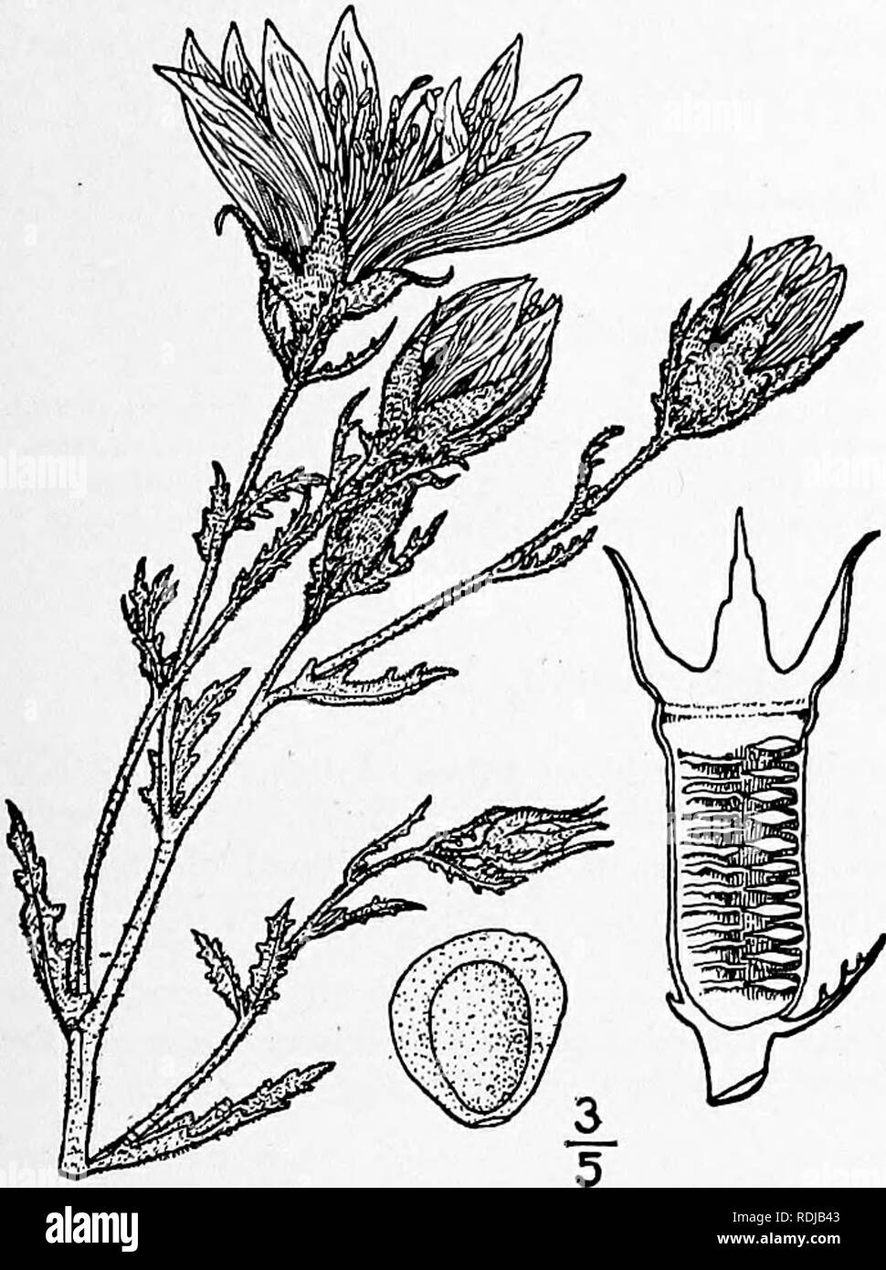 . An illustrated flora of the northern United States, Canada and the British possessions, from Newfoundland to the parallel of the southern boundary of Virginia, and from the Atlantic Ocean westward to the 102d meridian. Botany; Botany. 2. Nuttallia stricta (Osterhout) Greene. Stiff Nuttallia. Fig. 2979. Hesperaster strictus Osterhout, Bull. Torr. Club 29: 174. 1902. Touterea stricta Osterhout; Rydb. Bull. Torr. Club 30: 276. 1903. Nuttallia stricta Greene, Leaflets i: 210. 1906. Similar to the preceding species, but strict and less branched, 3° high or less, the stem white and rough-pubescent Stock Photo