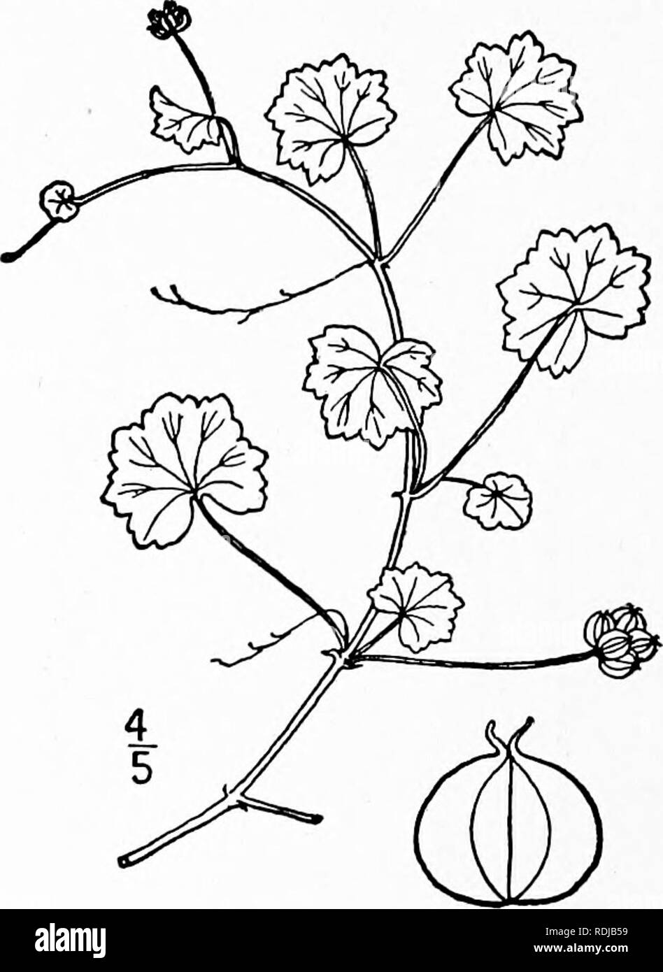 . An illustrated flora of the northern United States, Canada and the British possessions, from Newfoundland to the parallel of the southern boundary of Virginia, and from the Atlantic Ocean westward to the 102d meridian. Botany; Botany. 4. Hydrocotyle americana L. Amer- ican Marsh-Pennywort. Penny-Post. Fig. 3157- Hydrocotyle americana L. Sp. PI. 234. 1753. Stems filiform, creeping, often bearing small tubers; petioles rather short, seldom over 2' long; leaves membranous, reniform, not pel- tate, deeply cordate, l'-2' wid'e, with 9-13 shal- lovr crenulate lobes; umbels sessile or very nearly s Stock Photo