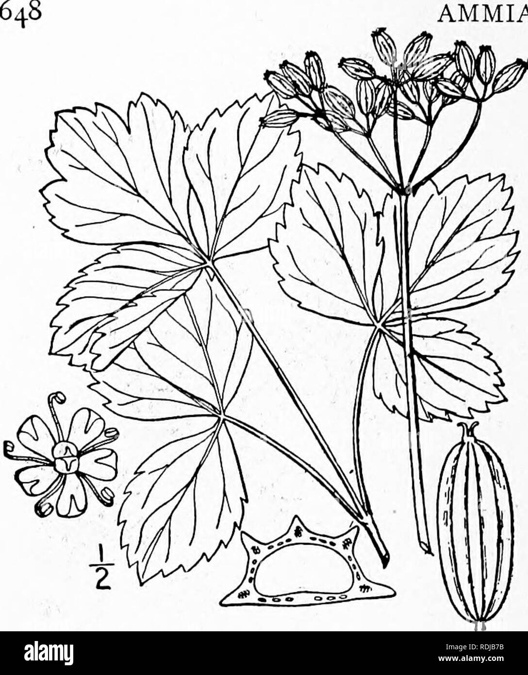 . An illustrated flora of the northern United States, Canada and the British possessions, from Newfoundland to the parallel of the southern boundary of Virginia, and from the Atlantic Ocean westward to the 102d meridian. Botany; Botany. AMMIACEAE. Vol. it. 2. Ligusticum scoticum L. Scotch or Sea Lovage. Sea Parsley. Fig. 3152- Ligusticum scoticum L. Sp. PI. 250. 1753. Stem simple, or rarely slightly branched, io'-3° high. Leaves mostly biternate, the segments thick and fleshy, broadly obovate- ovate or oval, I'-4' long, shining, obtuse or acute at the apex, narrowed or the terminal one rounded Stock Photo