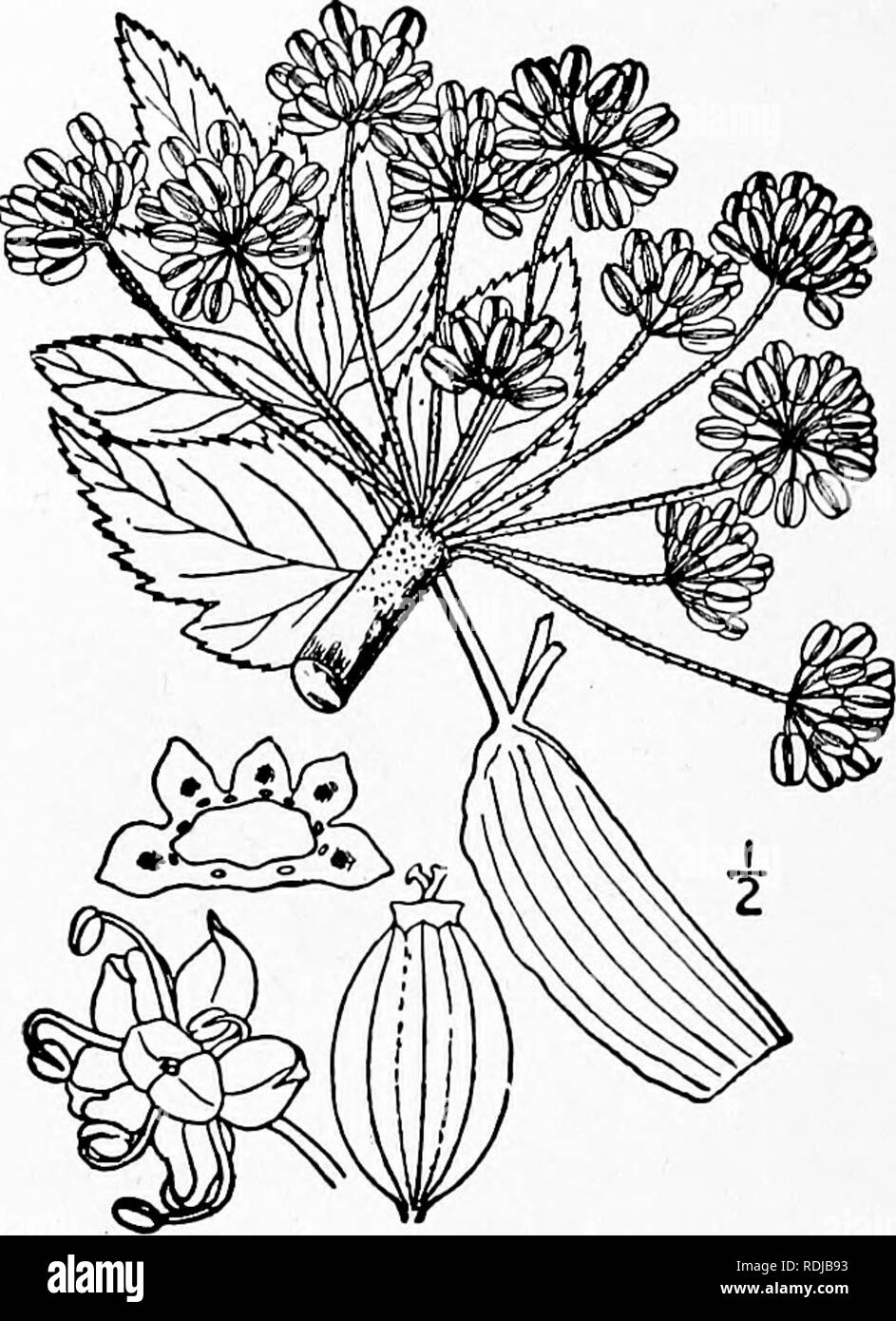 . An illustrated flora of the northern United States, Canada and the British possessions, from Newfoundland to the parallel of the southern boundary of Virginia, and from the Atlantic Ocean westward to the 102d meridian. Botany; Botany. 646 AMMIACEAE. Vol. II.. I. Coelopleurum actaeifolium (Michx.) Coult. &amp; Rose. Sea-coast Angelica. Fig- 3148. Angelica Archangelica Schrank, Denies. Regens. Bot. Gesell. I : Abth. 2, 13. 1818. Not. L. 1753. Archangelica peregrina Nutt.; T. &amp; G. Fl. N. A. I: 622. 1840. Ligusticum actaeifolium Michx. FI. Bor. Am. i: 166. 1803. Coelopleurum actaeifolium Cou Stock Photo