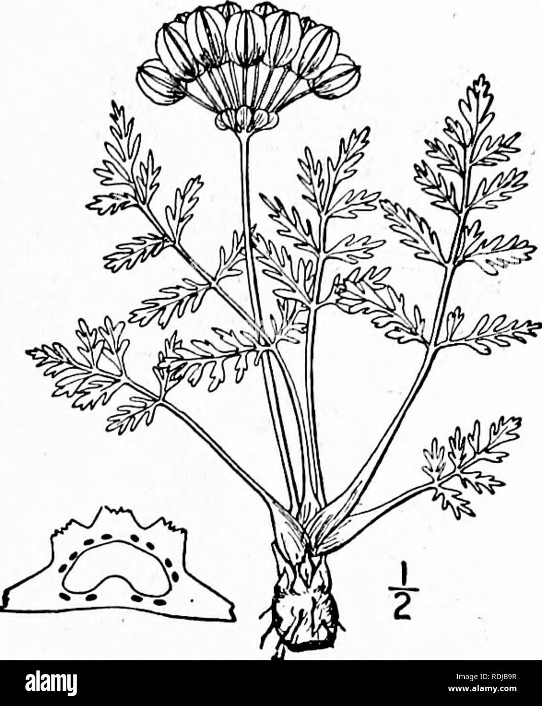 . An illustrated flora of the northern United States, Canada and the British possessions, from Newfoundland to the parallel of the southern boundary of Virginia, and from the Atlantic Ocean westward to the 102d meridian. Botany; Botany. Genus 30. CARROT FAMILY. 645 I. Phellopterus montanus Nutt. Mountain Cymopterus. Fig. 3146. Cymopterus montanus T. &amp; G. Fl. N. A. i: 624. 1840. Phellopterus montanus Nutt.; Coult. &amp; Rose, Contr. U. S. Nat. Herb. 7: 167. 1900. Somewhat glaucous, or very slightly pub'escent. Leaves i'-6' high, stout-petioled, pinnate, or bipinnate, the segments oblong, ob Stock Photo