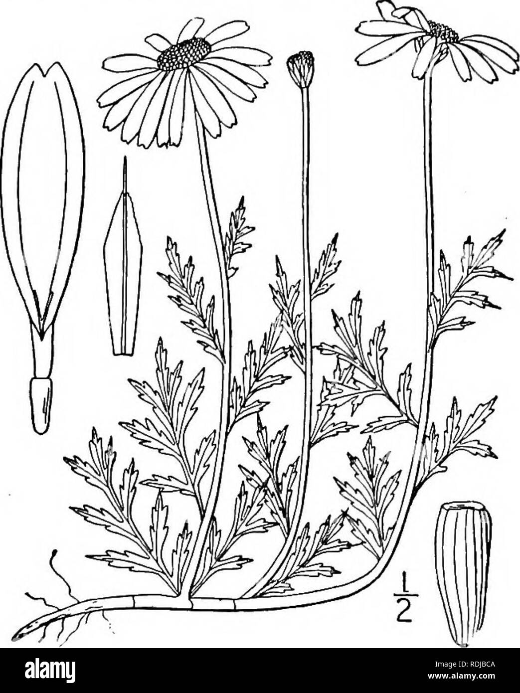 . An illustrated flora of the northern United States, Canada and the British possessions, from Newfoundland to the parallel of the southern boundary of Virginia, and from the Atlantic Ocean westward to the 102d meridian. Botany; Botany. 2. Anthemis arvensis L. Corn or Field Camomile. Fig. 4557. Anthemis arvensis L. Sp. PI. 894. 1753. Annual or sometimes biennial, not fetid; stem finely pubescent, usually much branched, about i° high, the branches decumbent or ascending. Leaves sessile, i'-3' long, 1-2-pinnately parted into linear or lanceolate acute lobes, less divided than those of the preced Stock Photo