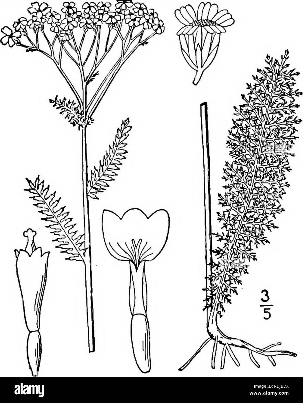 . An illustrated flora of the northern United States, Canada and the British possessions, from Newfoundland to the parallel of the southern boundary of Virginia, and from the Atlantic Ocean westward to the 102d meridian. Botany; Botany. 2. Achillea Millefolium L. Yarrow. Milfoil. Fig. 4553. Achillea Millefolium L. Sp. PI. 899. 1753. Perennial from horizontal rootstocks; flow- ering stems pubescent, or nearly glabrous, sim- ple, or corymbosely branched above, l°-2° high. Basal leaves, and those of the numerous short sterile shoots, mostly petioled, sometimes 10' long and V wide, those of the st Stock Photo