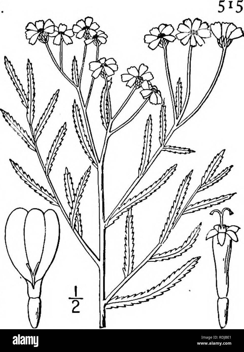 . An illustrated flora of the northern United States, Canada and the British possessions, from Newfoundland to the parallel of the southern boundary of Virginia, and from the Atlantic Ocean westward to the 102d meridian. Botany; Botany. Genus 89. THISTLE FAMILY. 1. Achillea Ptarmica L. Sneezewort. White Tansy. Sneezewort-Yarrow. Fig. 4552. Achillea Ptarmica L. Sp. PI. 1/53- Perennial from horizontal or creeping rootstocks; stem glabrous, or slightly pubescent, nearly or quite simple, i°-2° high. Leaves linear or linear-lanceolate, sessile and slightly clasping at the base, acute at the apex, r Stock Photo