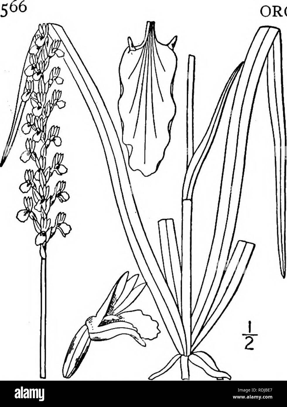 . An illustrated flora of the northern United States, Canada and the British possessions, from Newfoundland to the parallel of the southern boundary of Virginia, and from the Atlantic Ocean westward to the 102d meridian. Botany; Botany. ORCHIDACEAE. Vol. I. 6. Ibidiumpraecox (Walt.) House. Grass- leaved Ladies'-tresses. Fig. 1394. Limodorum praecox Walt. Fl. Car. 221. 1788. Spiranthes graminea var. Walteri A. Gray, Man. Ed. 5, 505. 1867. Spiranthes praecox S. Wats, in A. Gray, Man. Ed. 6, 503. 1890. G. praecox Kuntze, Rev. Gen. PI. 663. 1891. Ibidium praecox House, Muhlenbergia 1: 129. 1906. S Stock Photo