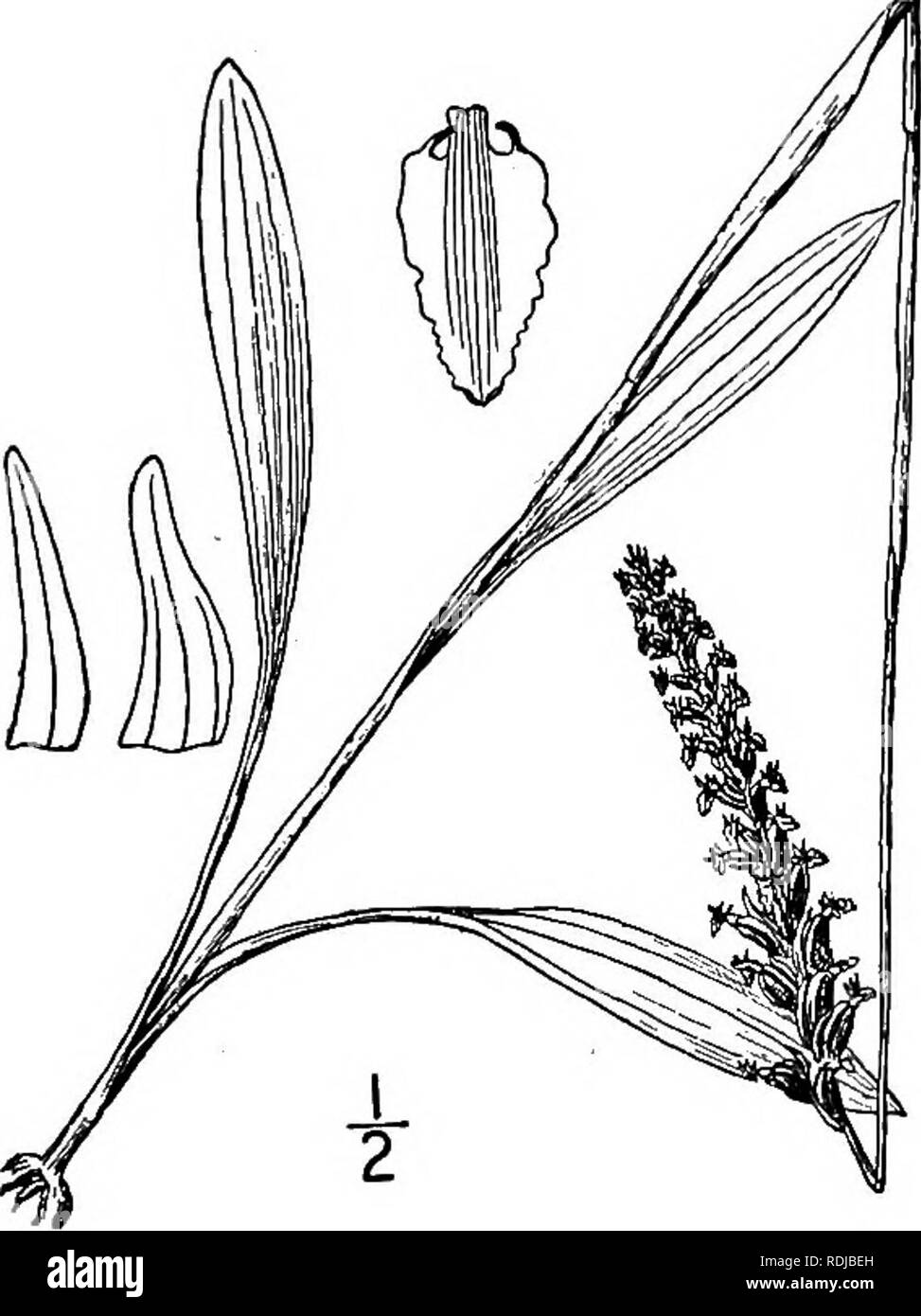 . An illustrated flora of the northern United States, Canada and the British possessions, from Newfoundland to the parallel of the southern boundary of Virginia, and from the Atlantic Ocean westward to the 102d meridian. Botany; Botany. 3. Ibidium cernuum (L.) House. Nodding or drooping Ladies'-tresses. Fig. 1391. Ophrys cernua L. Sp. PI. 946. 1753. Spiranthes cernua L. C. Rich. Orch. Ann. 37. 1817. Gyrostachys cernua Kuntze, Rev. Gen. PI. 664. 1891. Spiranthes odorata Lindl. Gen. &amp; Sp. Orch. 467. 1840. Gyrostachys ochroleuca Rydb. in Britton, Man. 300. 1901. /. incurvum Jennings, Ann. Car Stock Photo