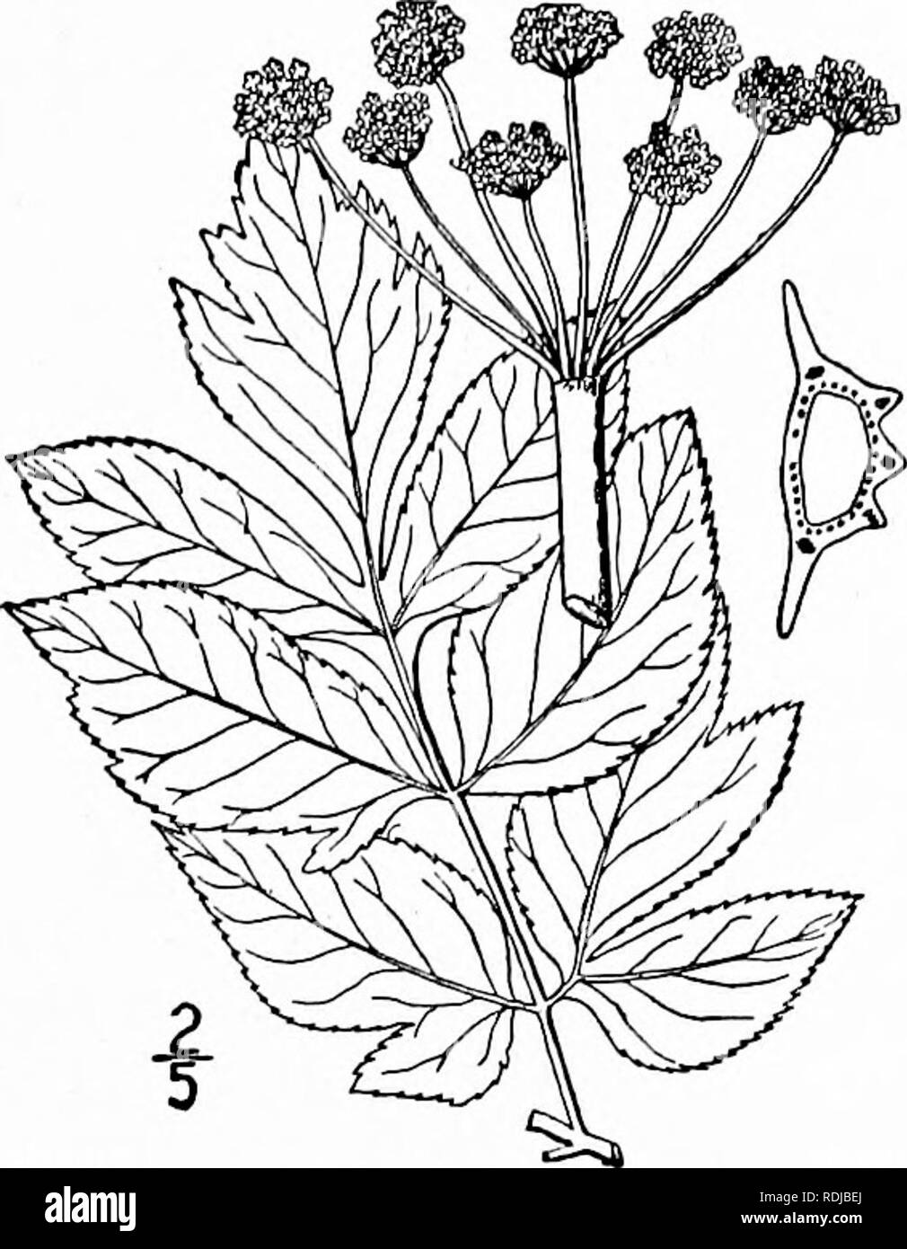 . An illustrated flora of the northern United States, Canada and the British possessions, from Newfoundland to the parallel of the southern boundary of Virginia, and from the Atlantic Ocean westward to the 102d meridian. Botany; Botany. Genus ig. CARROT FAMILY. 637 2. Angelica atropurpurea L. Angelica atropurpurea L. Sp. PI. 251. 1753. Angelica triquinala Michx. Fl. Bor. Am. 1 : 167. 1803. Archangelica atropurpurea Hoffm. Umbel. 161. 1814. Stout, 4°-6° high, glabrous throughout, or the umbel slightly rough-hairy. Lower leaves often 2° wide, biternate and the divisions pinnate, the upper ones s Stock Photo